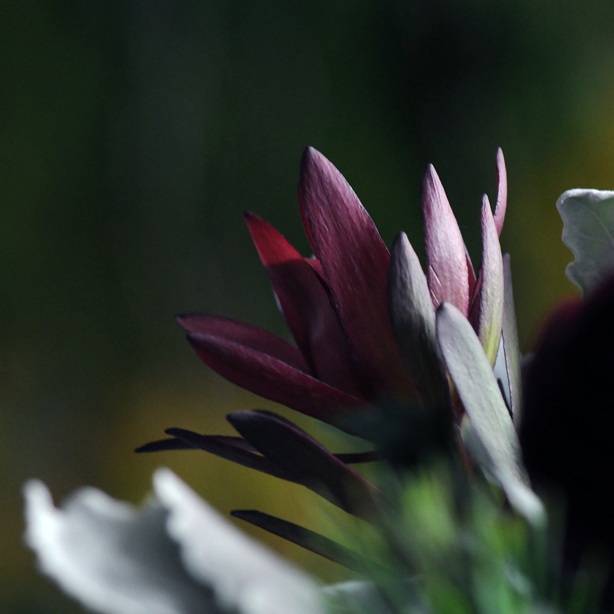 Close-up of a dark purple flower with a blurred green background