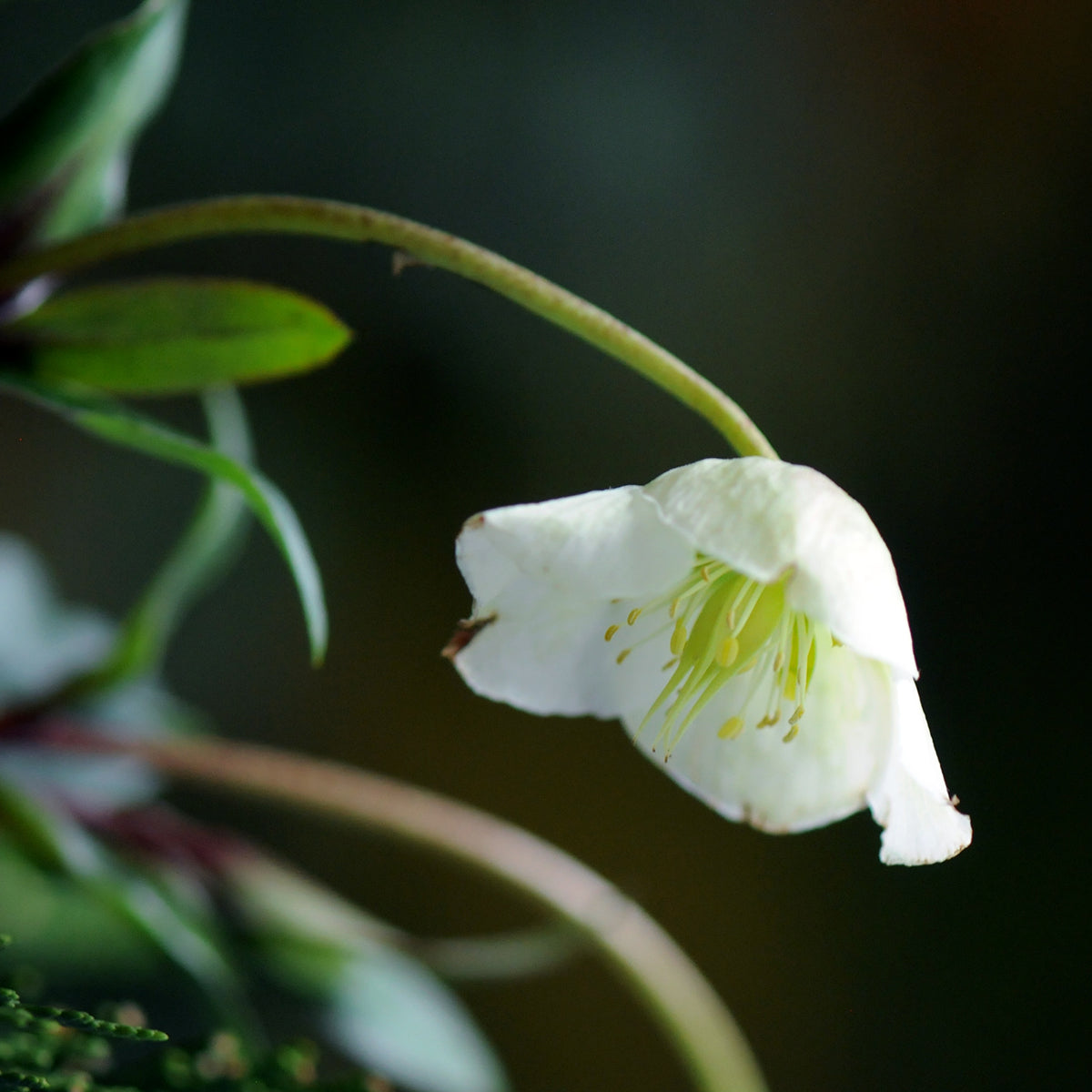 White Hellebore flower with green center on a dark background
