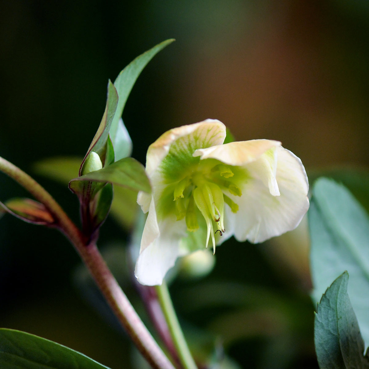 Close-up of a white Hellebore flower with green center on a blurred natural background