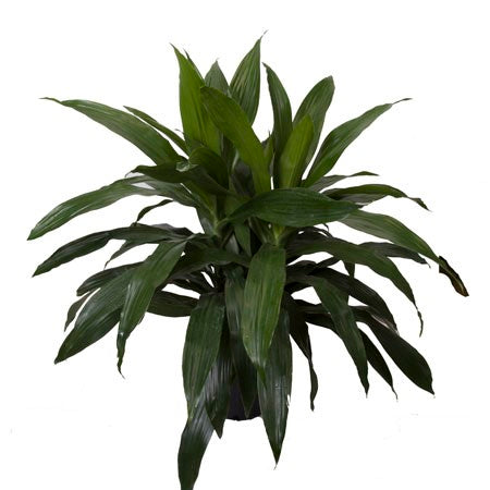 Dracaena - 'Janet Craig '