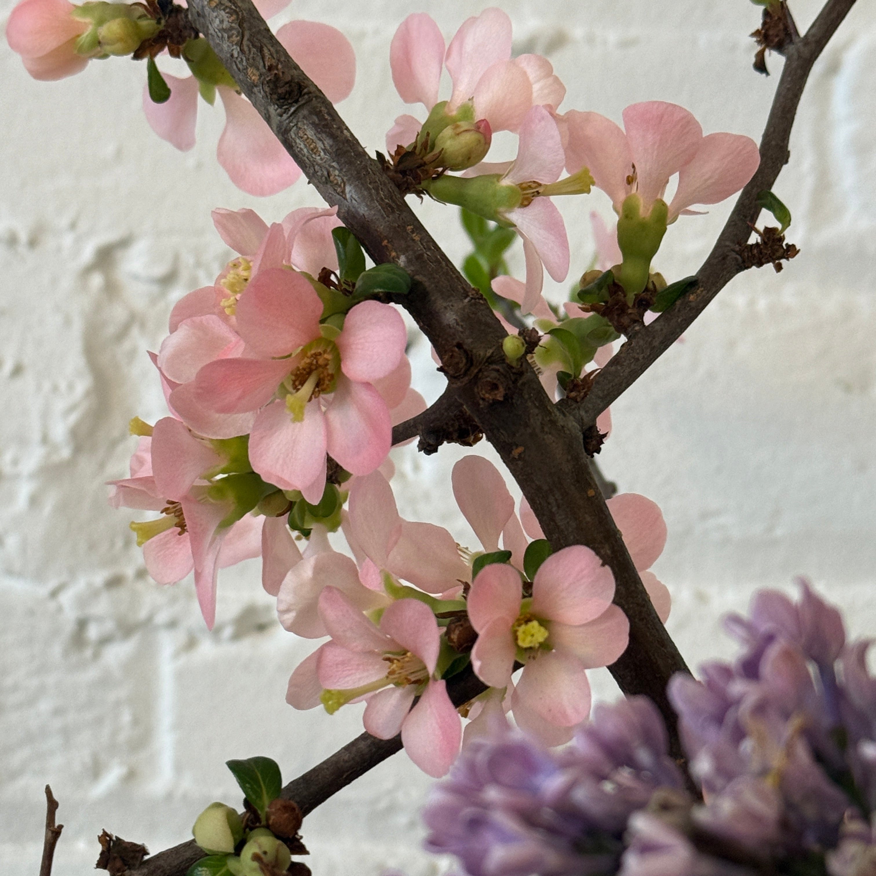 Branches with pink and purple flowers against a white background