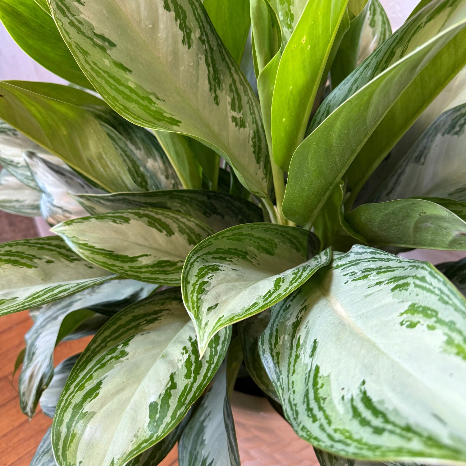 A close-up of a variegated houseplant with broad green and white striped leaves, photographed indoors against a softly blurred background.