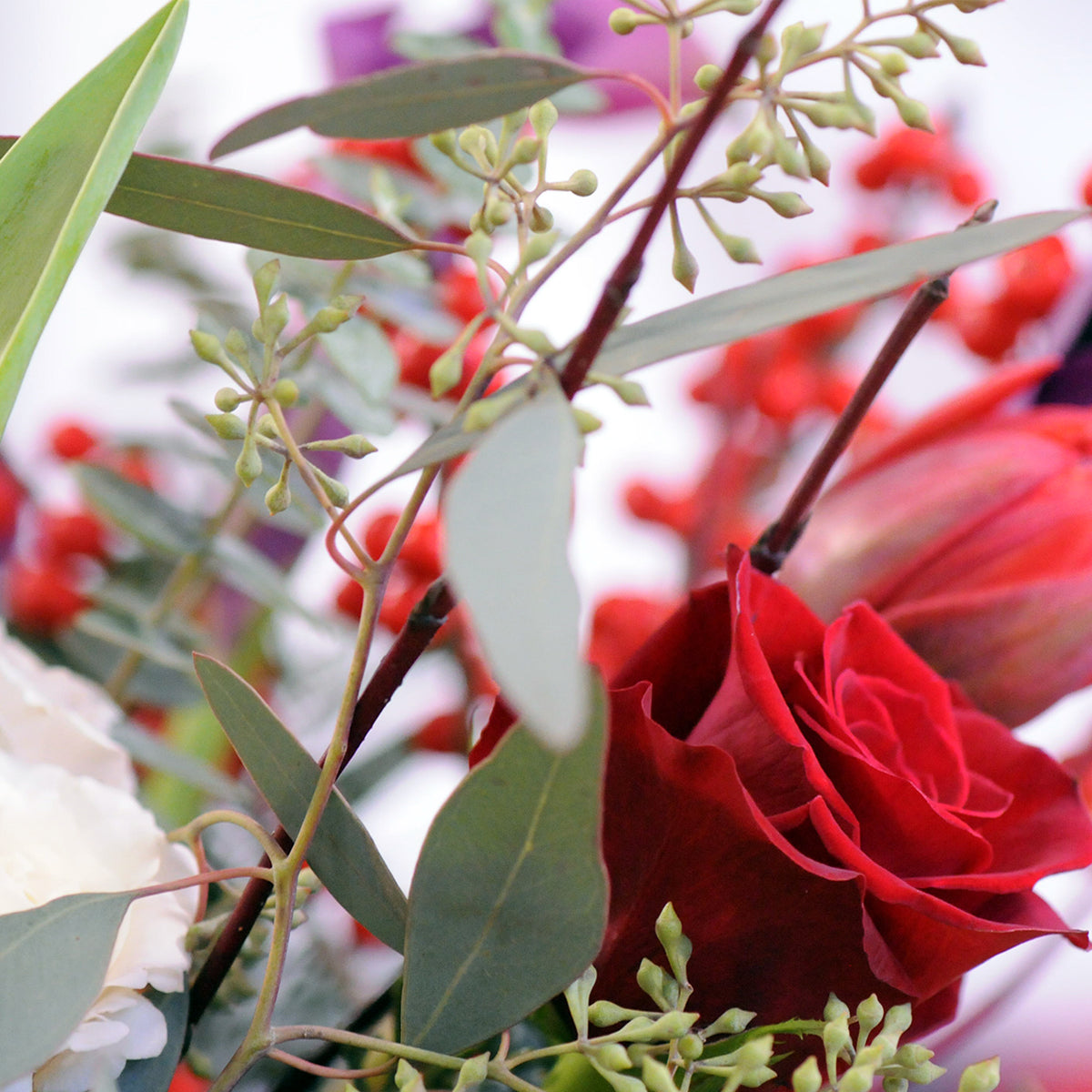 Close up of Red Rose and seeded Eucalyptus