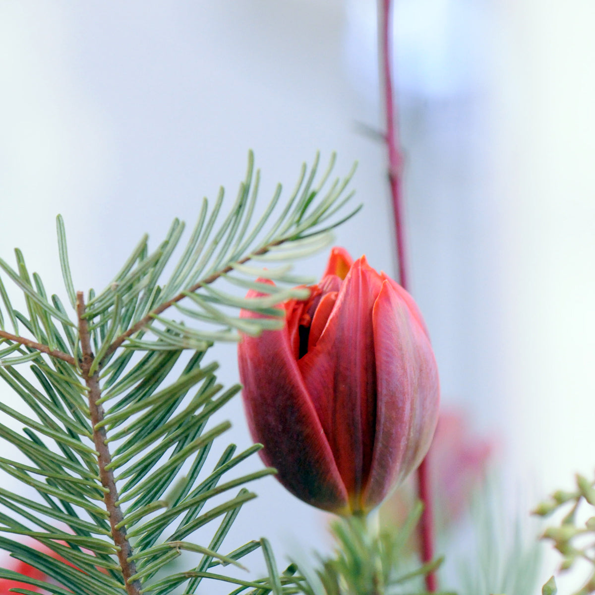 Single Red Tulip and Pine foliage