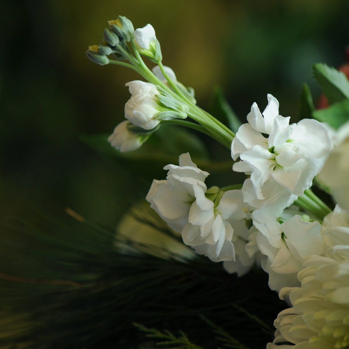 Close-up of white flowers with a blurred green background