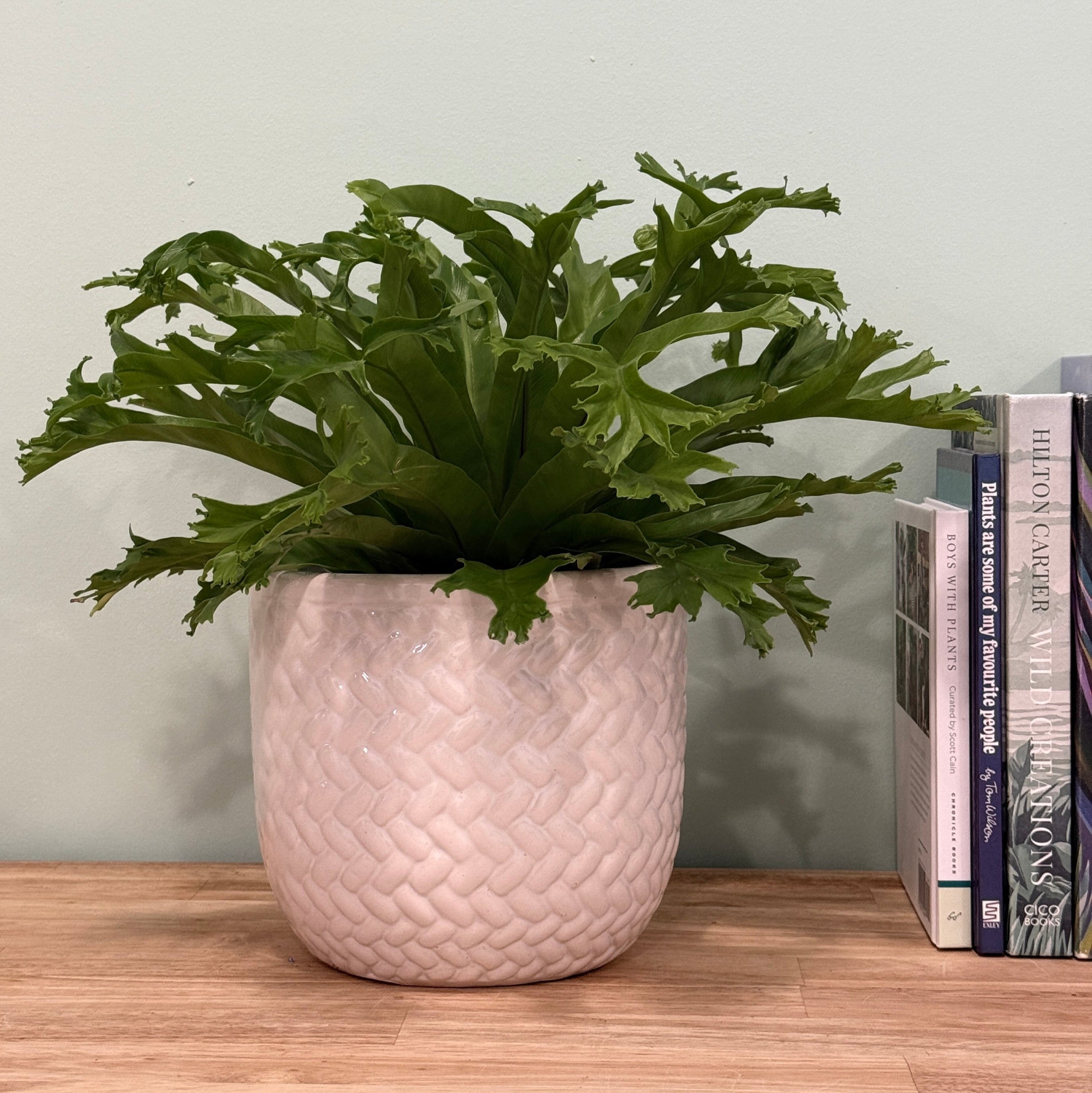Potted plant on a wooden surface with books in the background