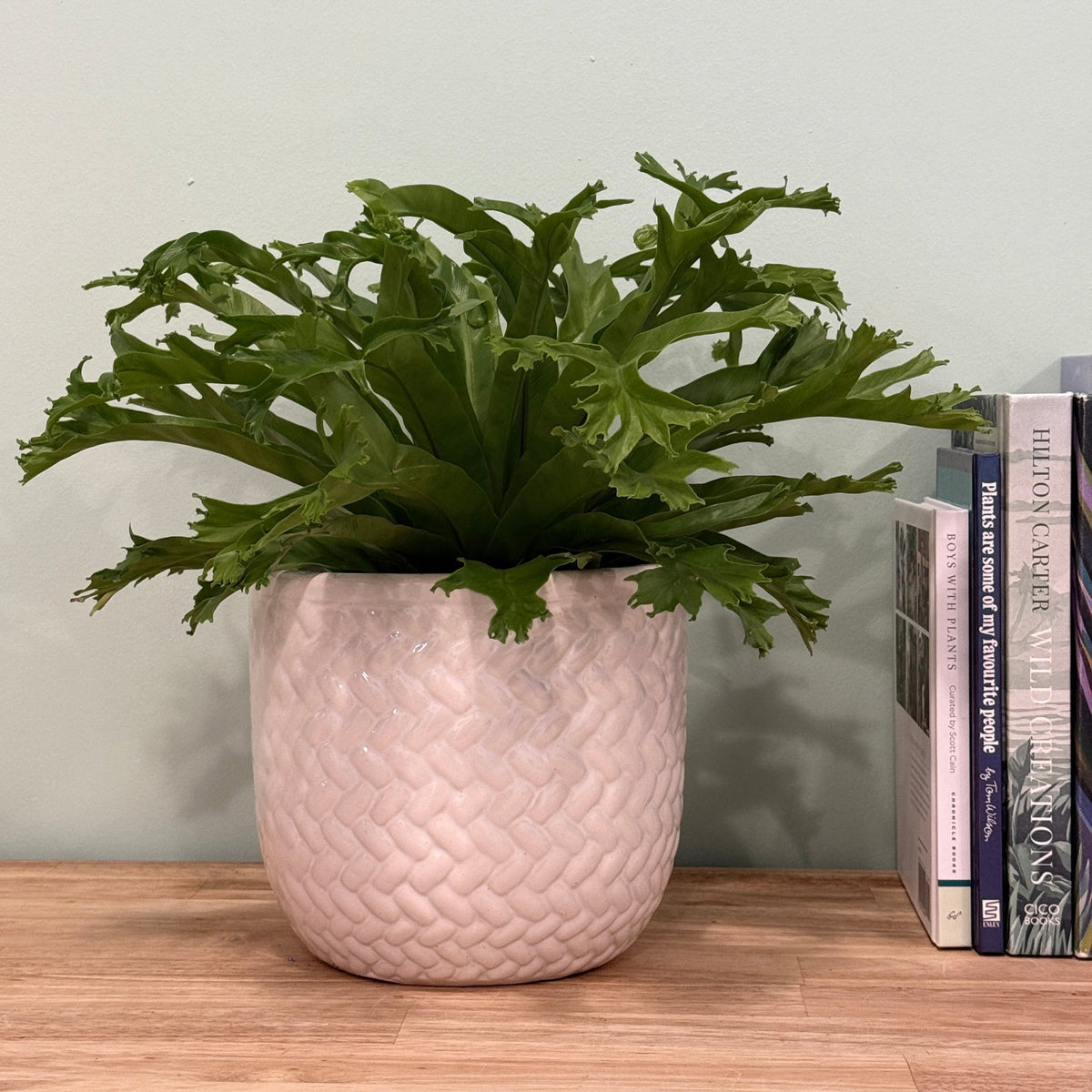 bird nest ferns humidity Birds Nest Fern