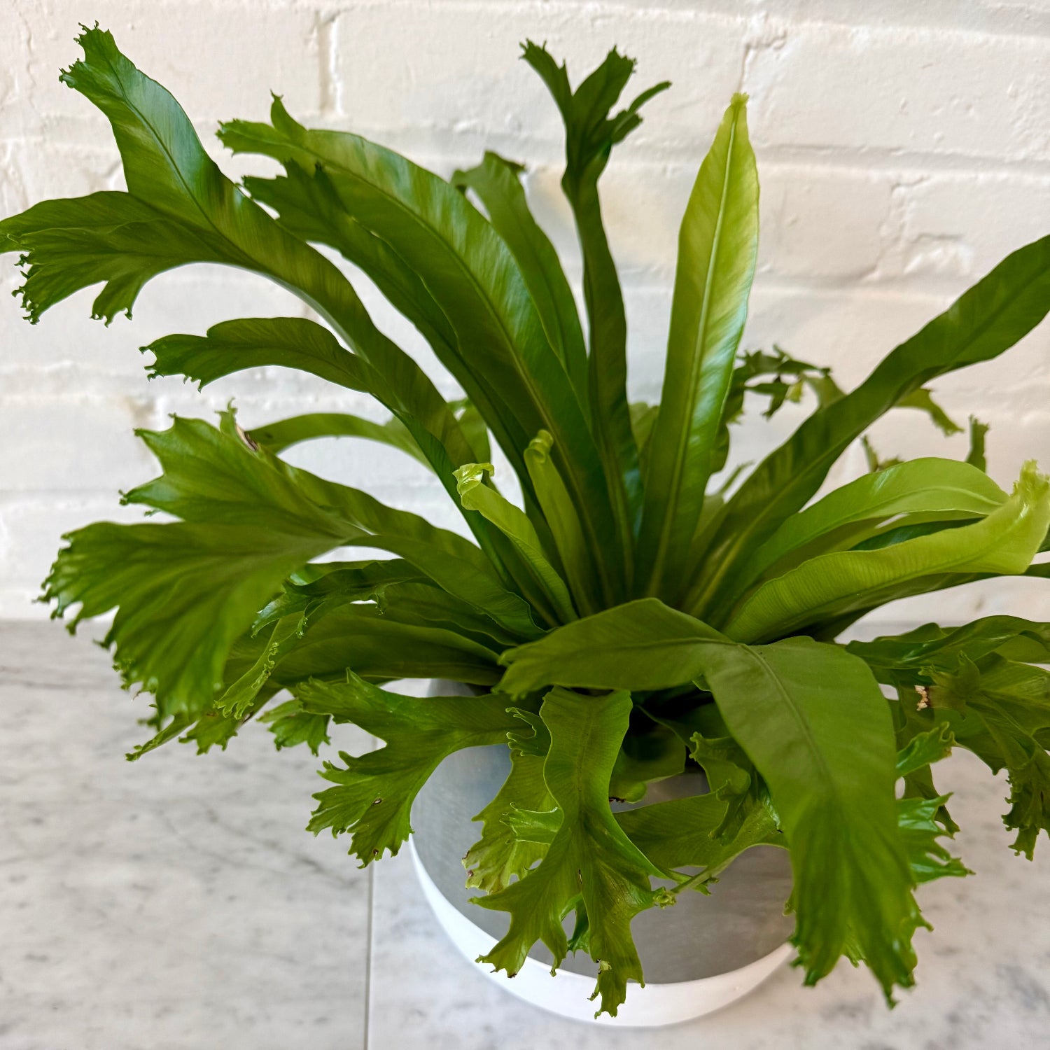 A potted bird's nest plant with lush, vibrant green frayed leaves, presented in a white pot on a light marble surface against a white brick wall background.