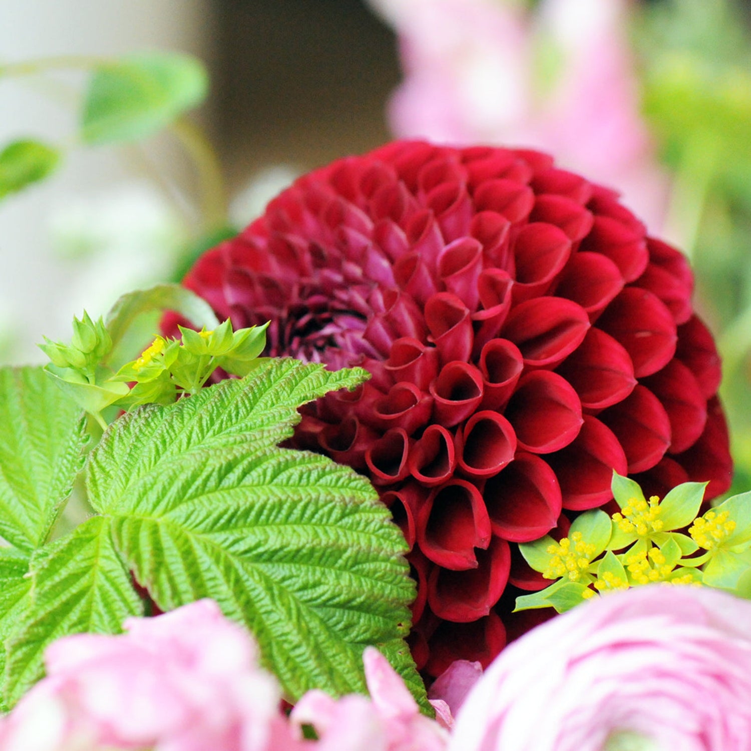 Detail image of Dahlia bloom