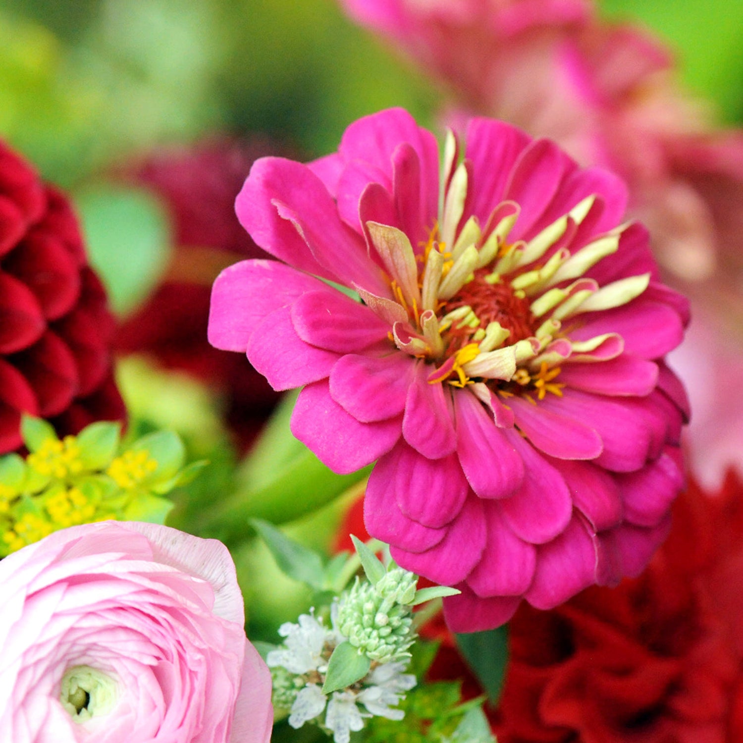 Hot pink Zinnias in bloom featured as part of the Spruce Flowers Summer Collection