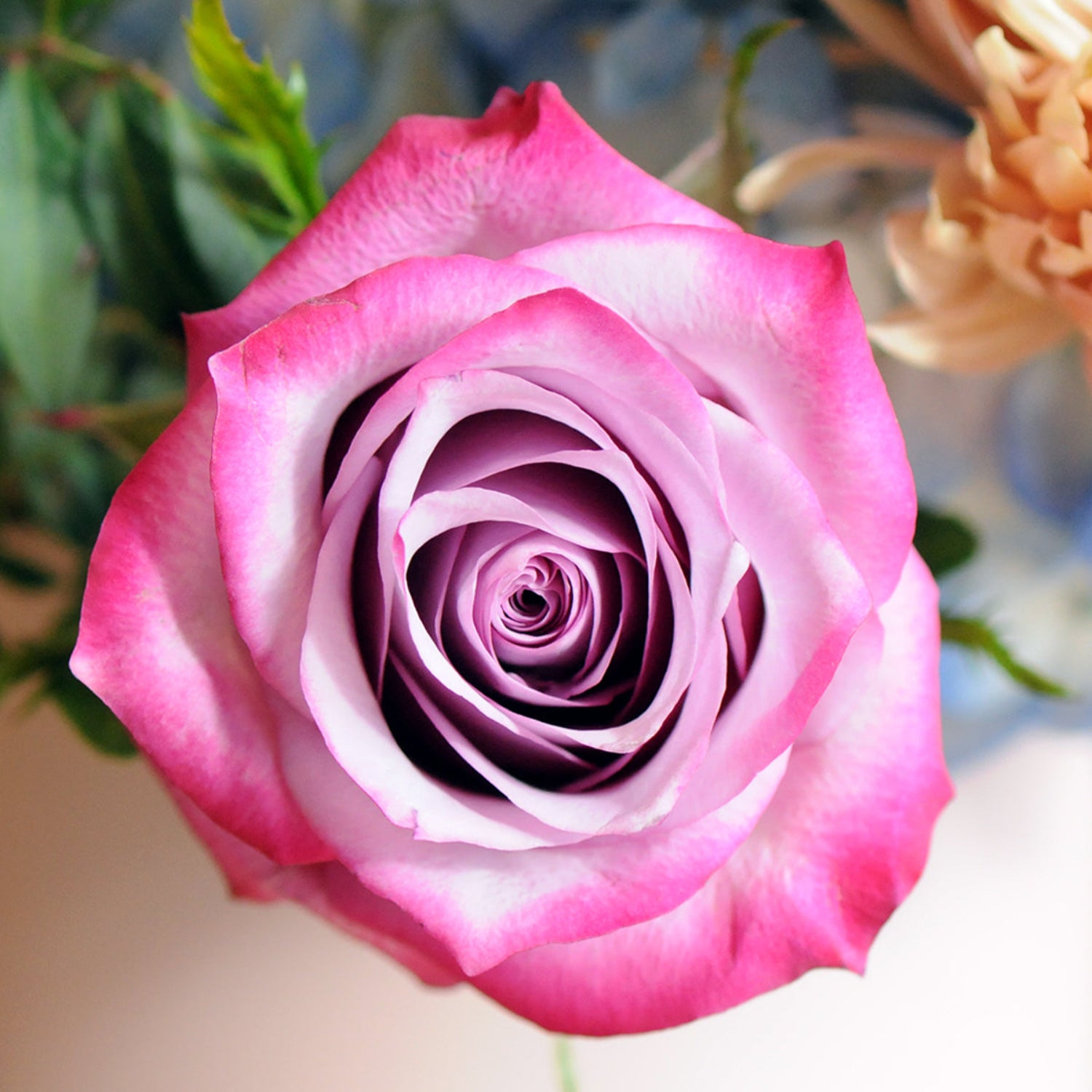 Deep Purple Rose close up.