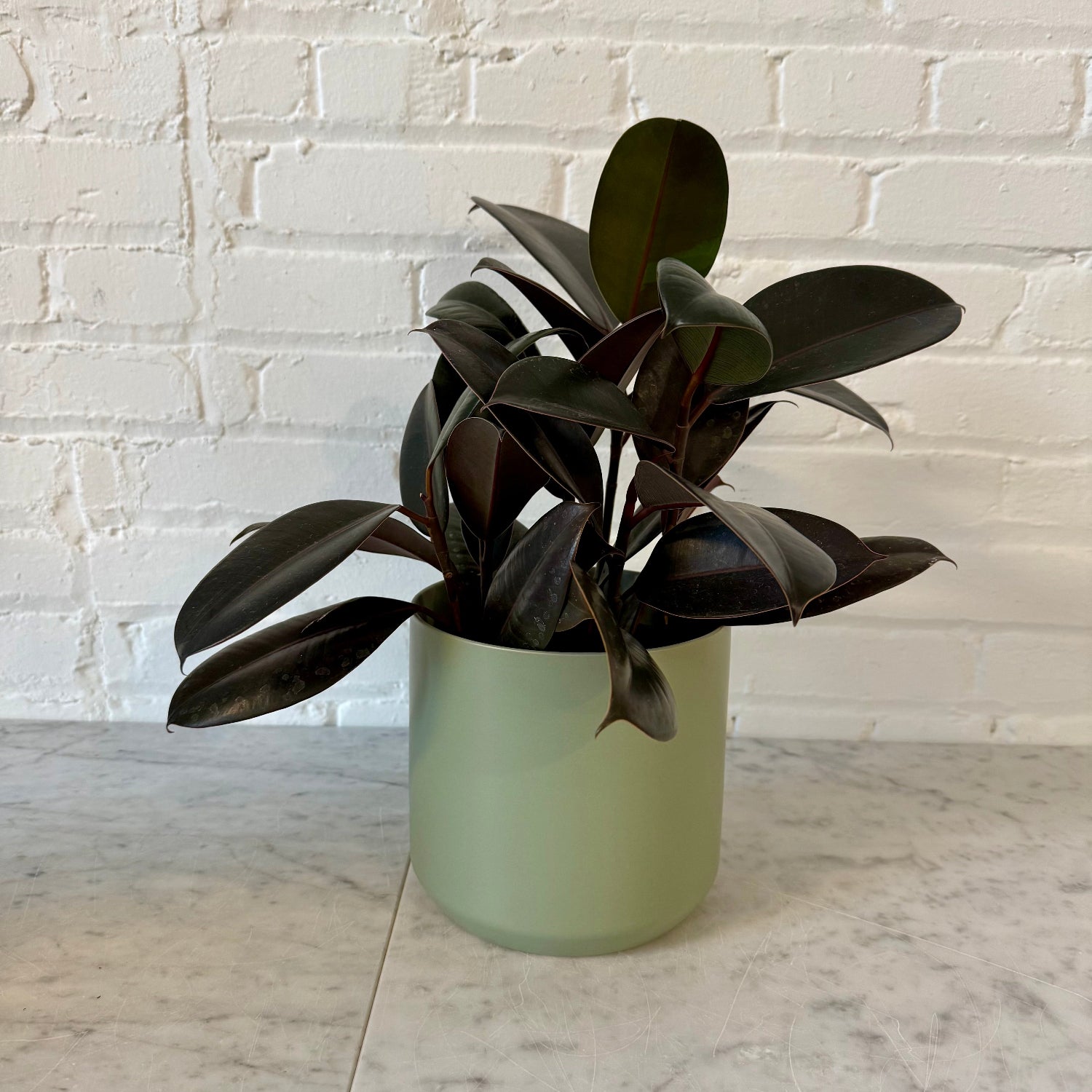 A potted rubber plant with dark, glossy leaves in a matte sage green cylindrical pot, set on a light marble surface against a white painted brick wall.