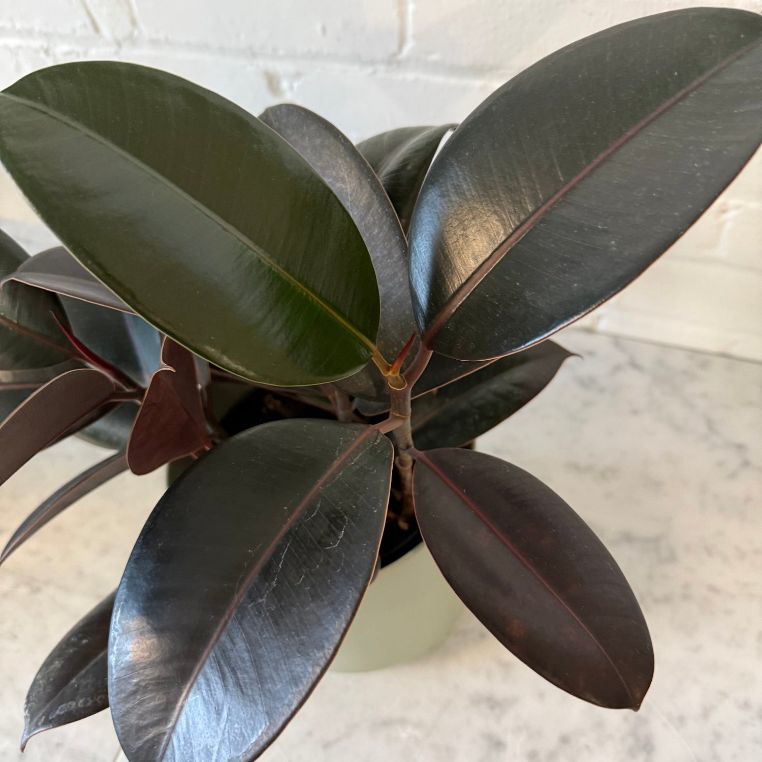 A close-up of a rubber plant with glossy, dark green to near-black leaves, potted in a light-colored container on a marble surface against a white brick wall.