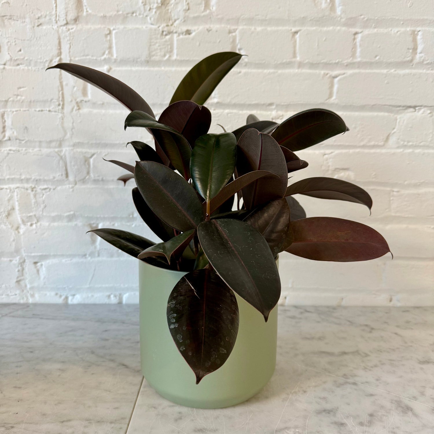 A potted rubber plant with dark burgundy and green leaves in a frosted sage green cylindrical pot, set on a marble surface against a white brick wall.