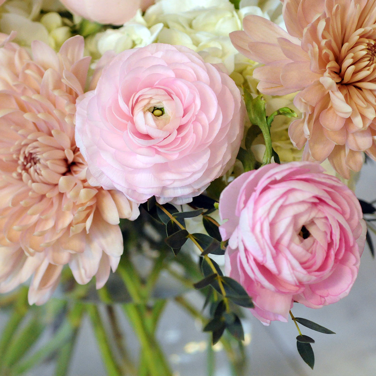 Soft pink Ranunculus close up showing pillows of petals