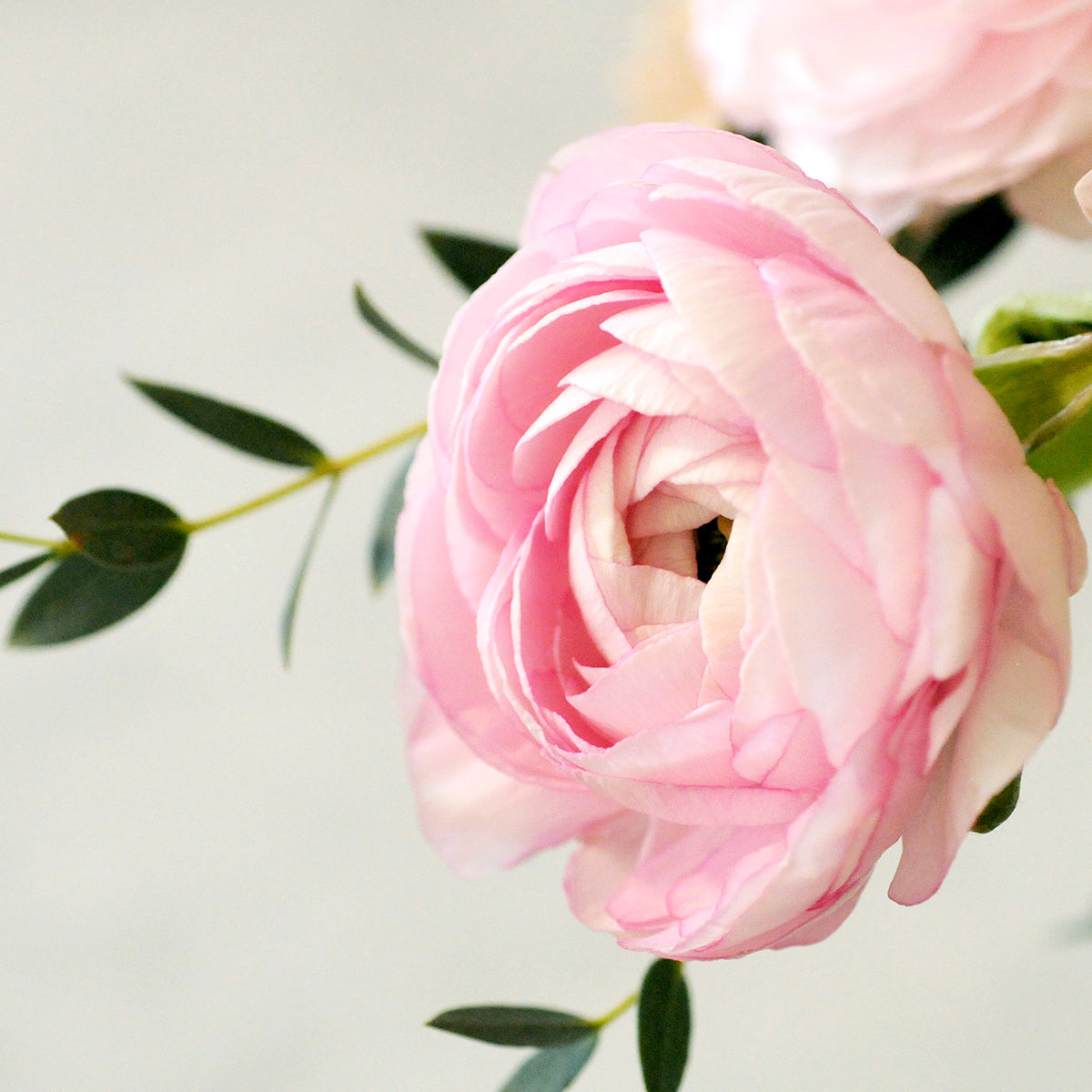 Close up of a pink Ranunculus bloom