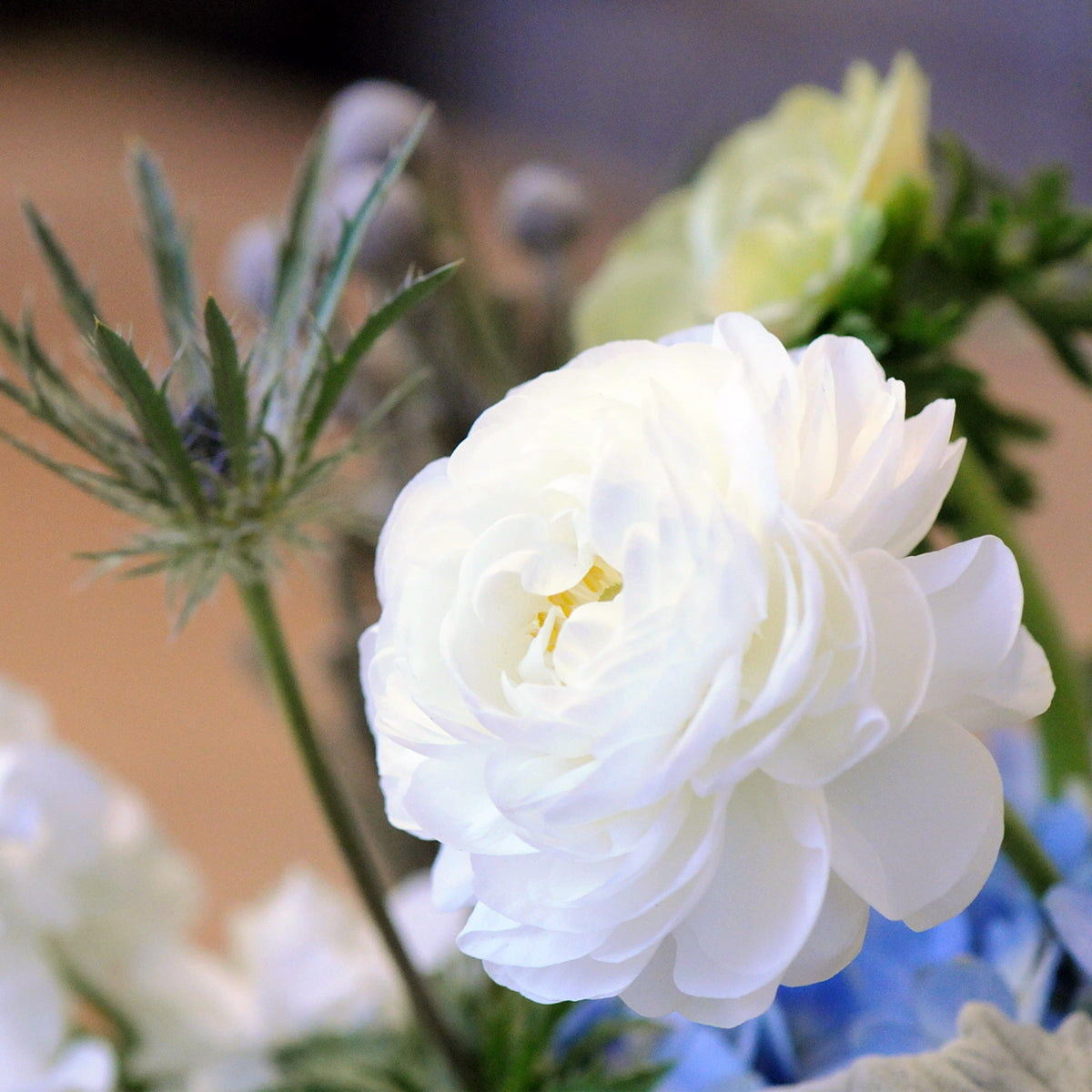 Close up image of white Ranunculus Flower showing its delicate petals