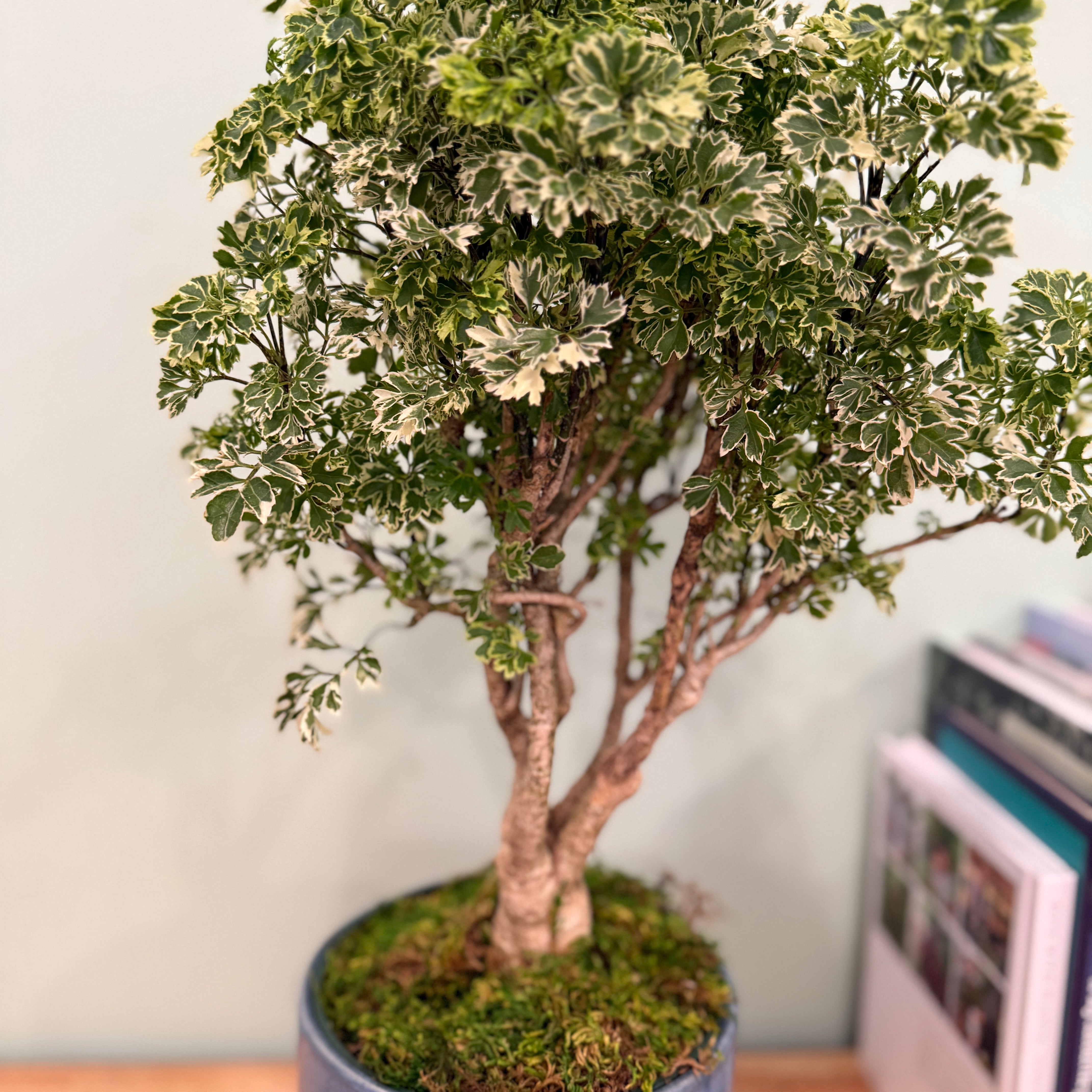 Ming Aralia - Polyscias fruticosa