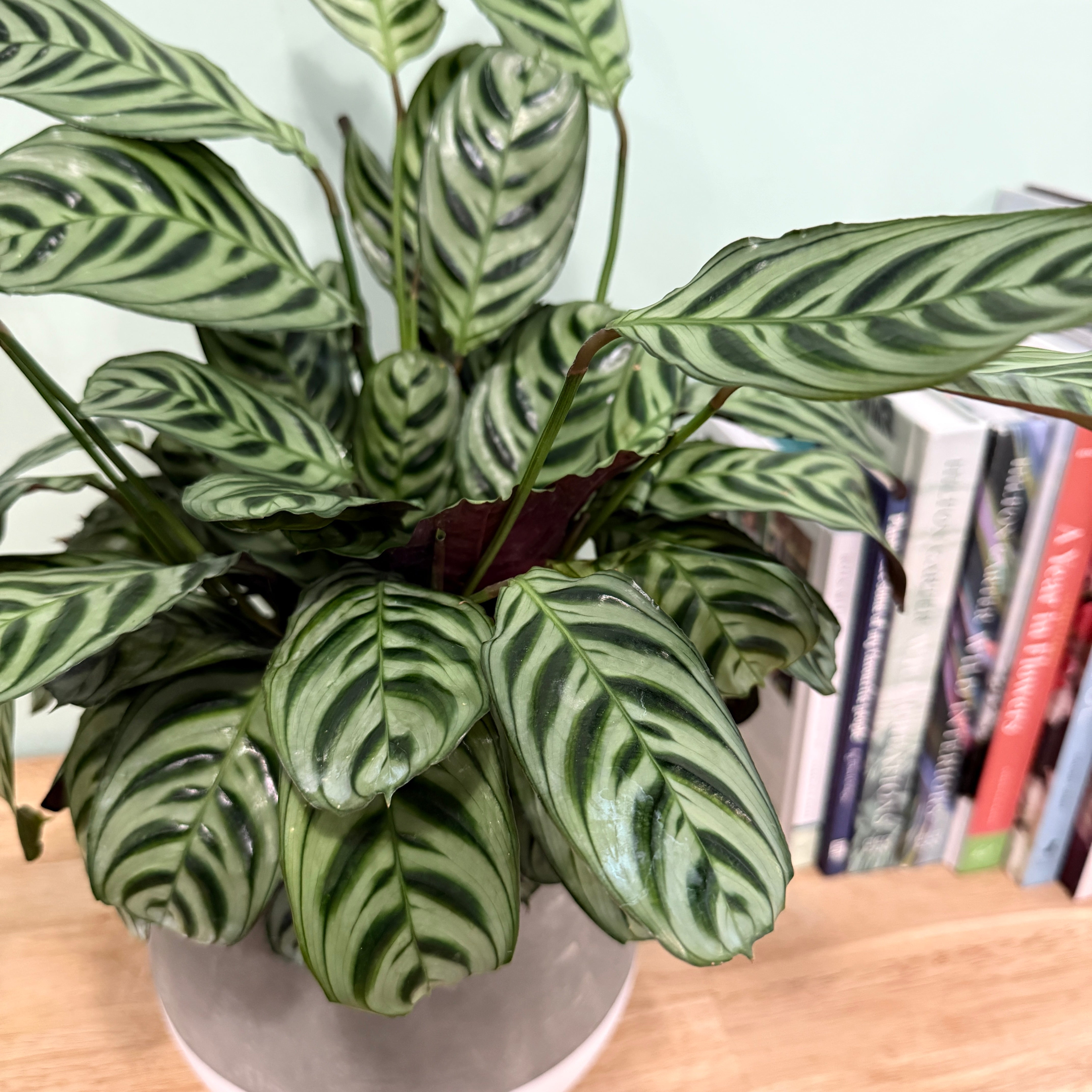 Potted plant with striped leaves on a wooden surface with books in the background