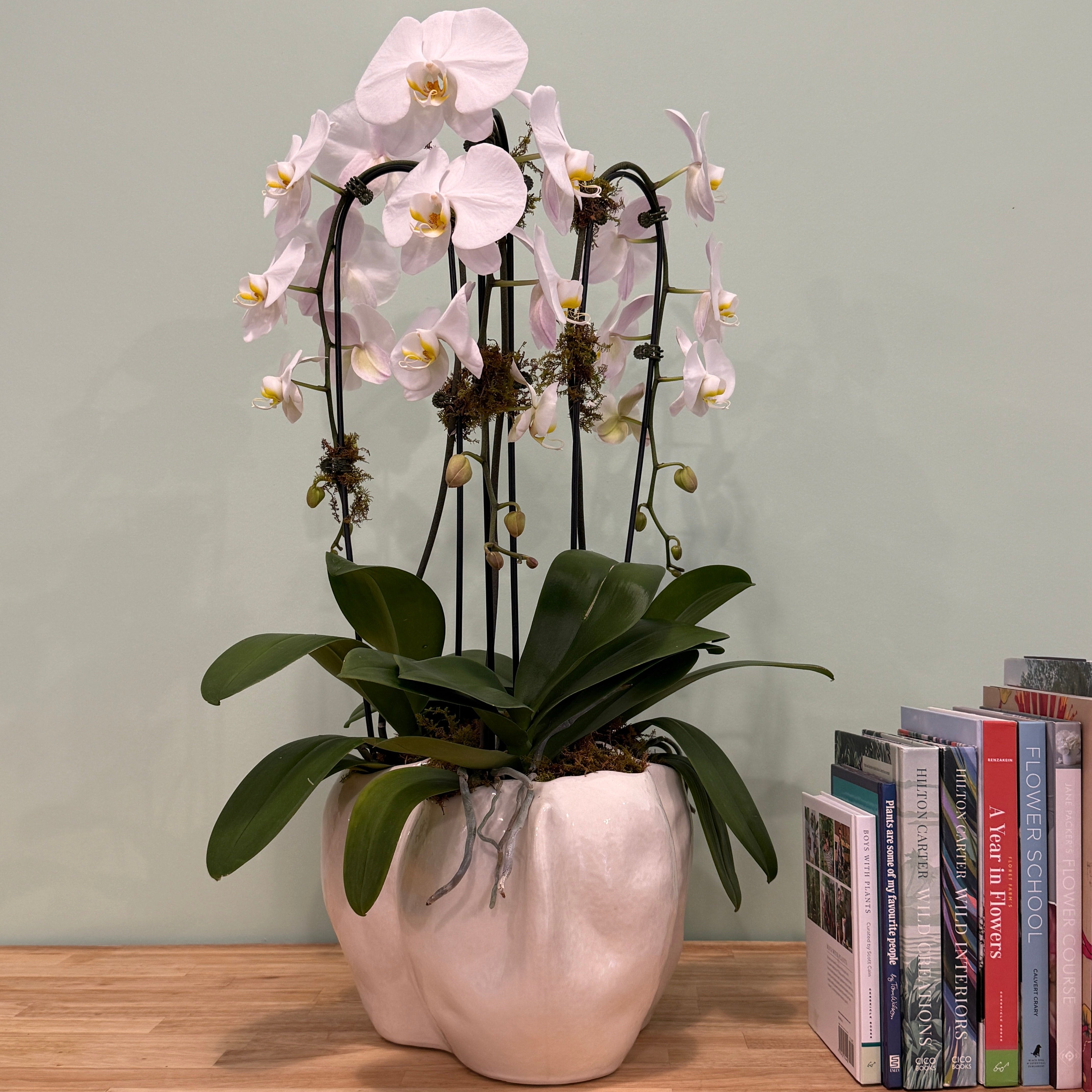 Potted orchid on a wooden surface with books stacked behind