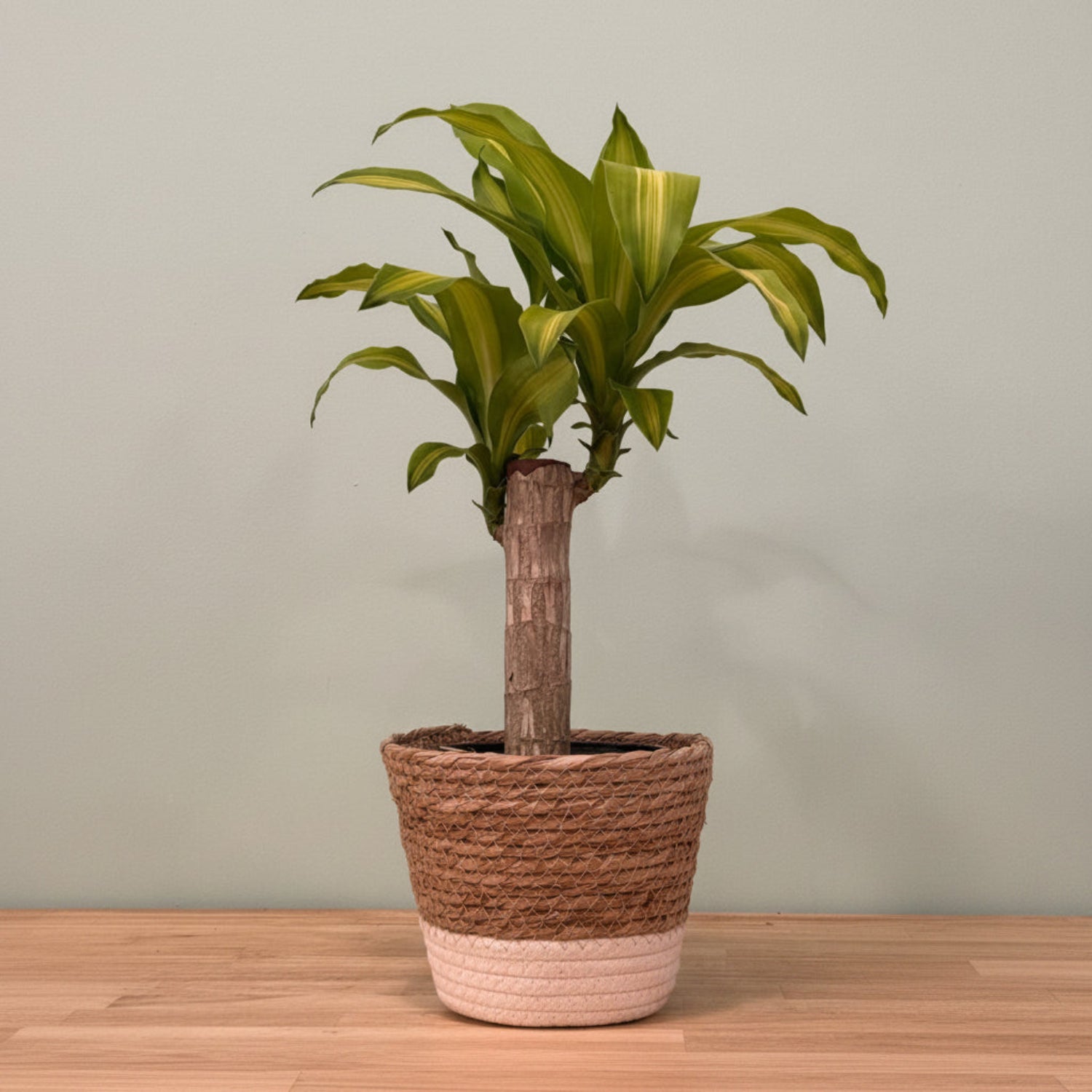 A potted Dracaena massangeana plant with green and yellow variegated leaves, set in a woven brown and beige rope basket planter on a light wood shelf
