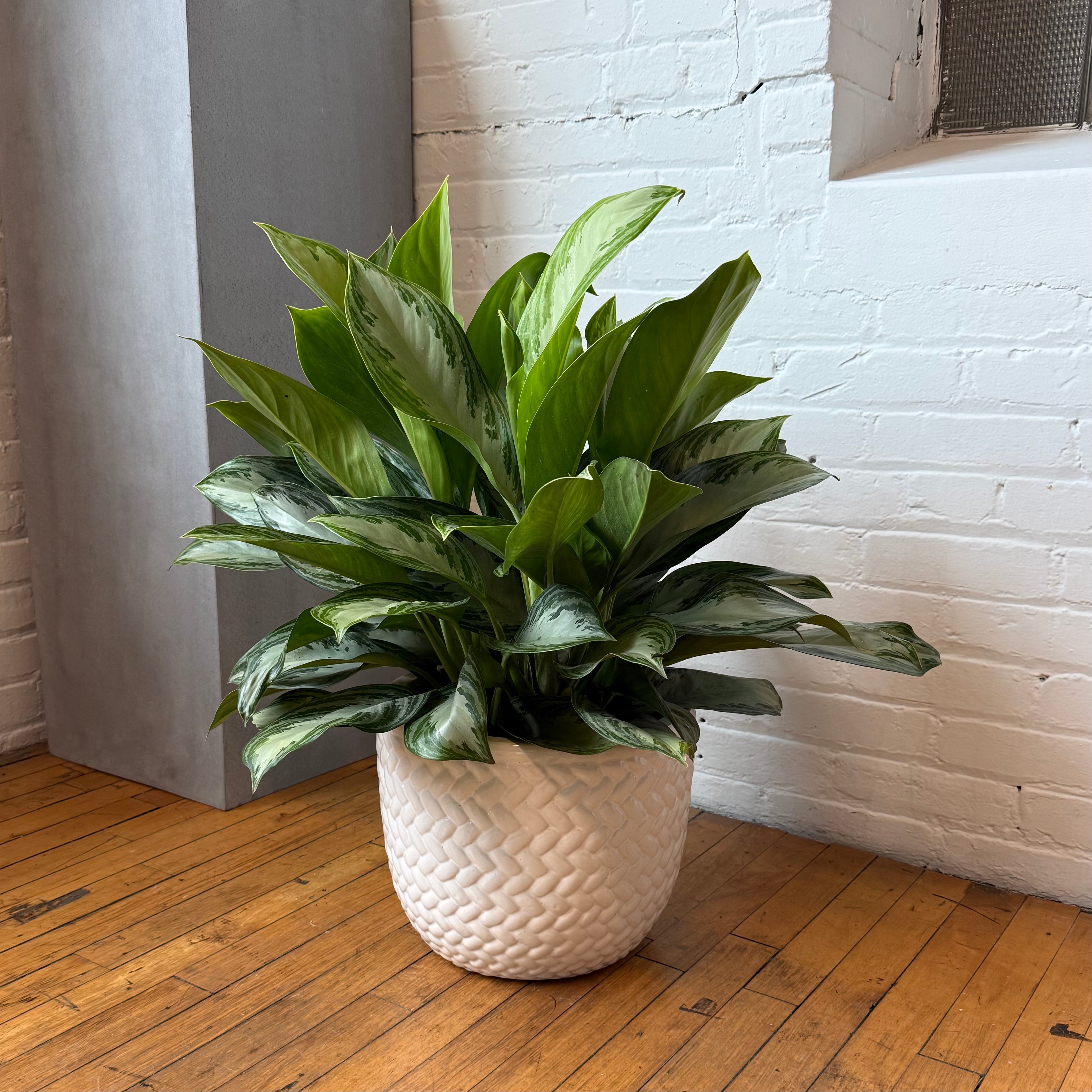 Aglaonema - Houseplant in Weave ceramic