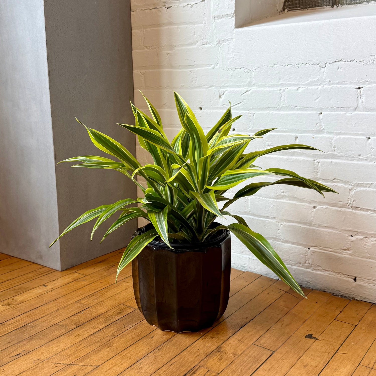 A variegated green and yellow plant in a dark brown faceted ceramic pot, placed on a wooden floor against a white brick wall.