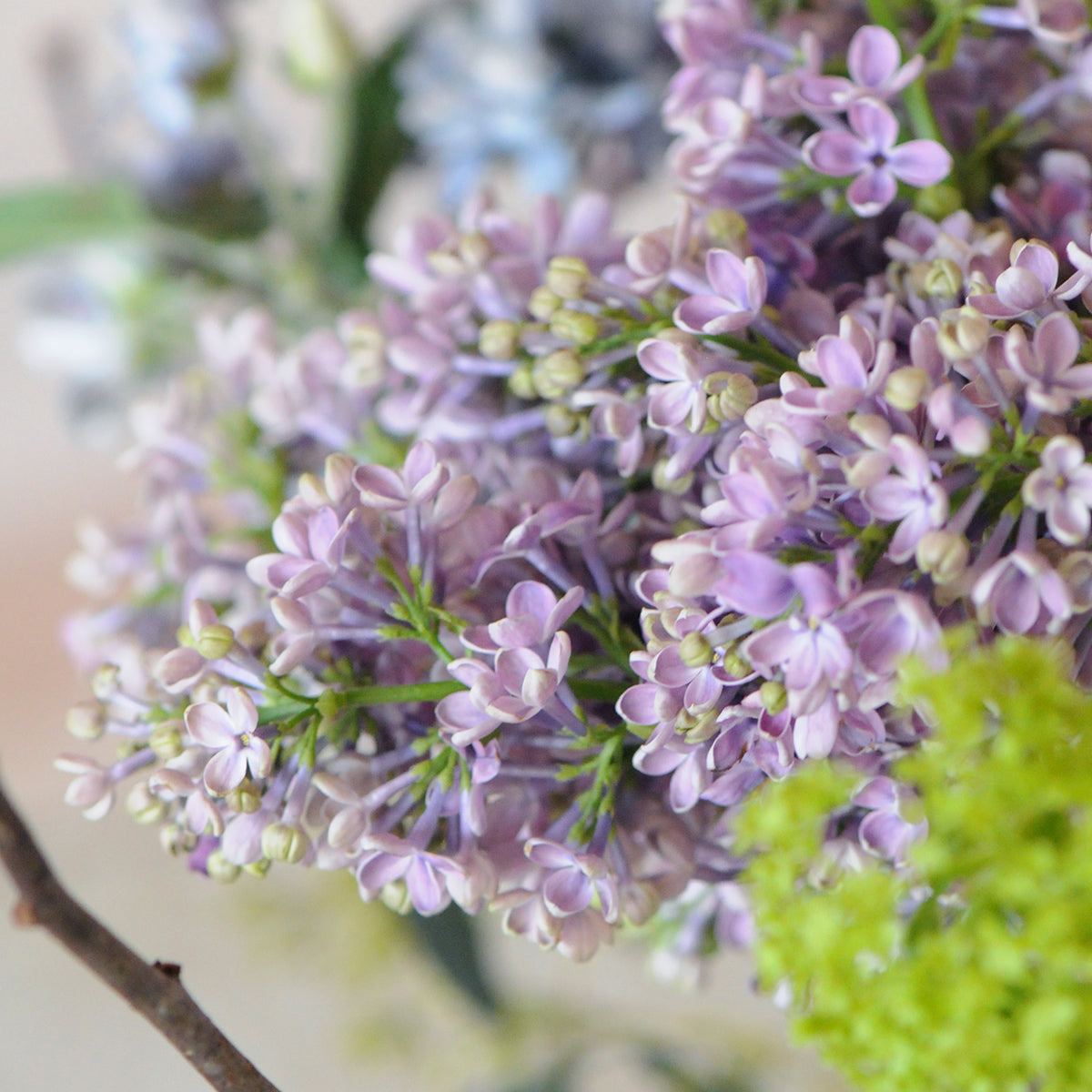 Close-up of purple flowers with green leaves on a blurred background