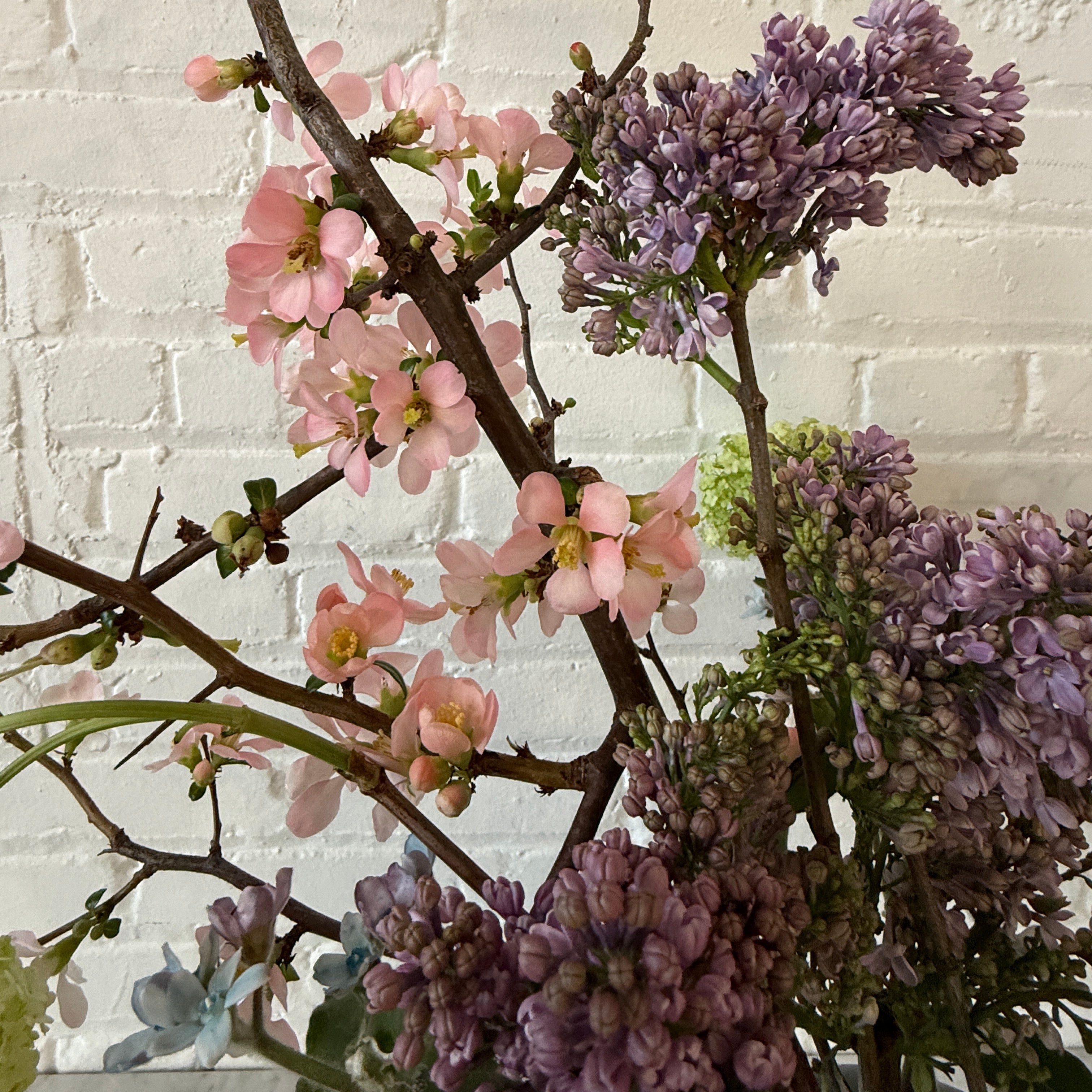 Branches with pink and purple flowers against a white brick wall.