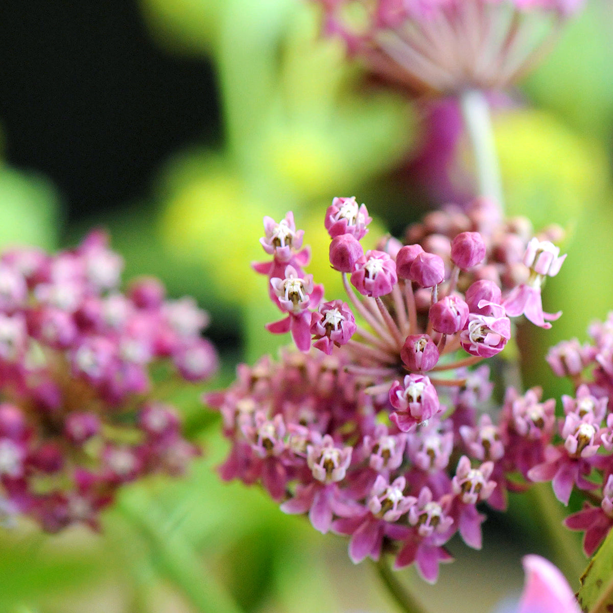 Larpenteur