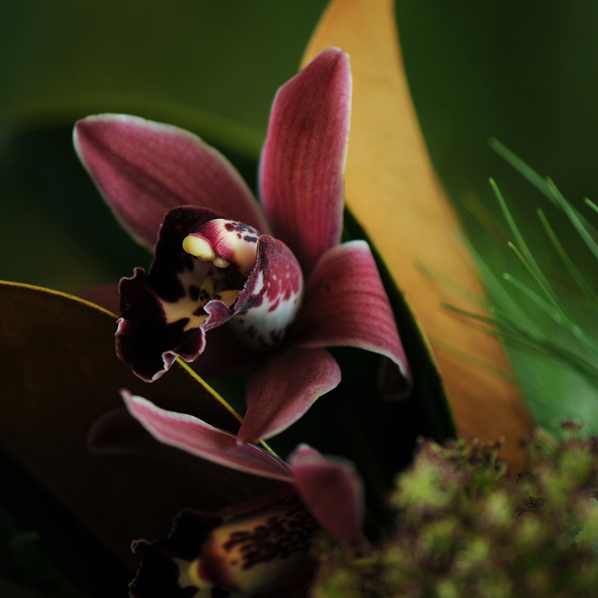 Close-up of a pink orchid with a blurred green background