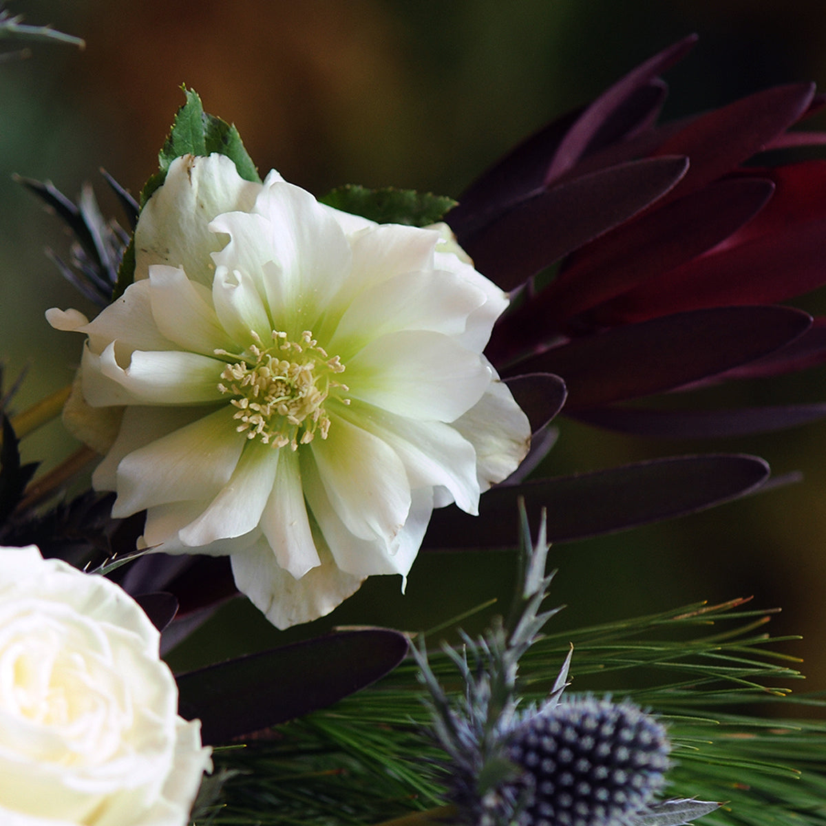 Close-up of a white hellebore flower with green center surrounded by dark purple and green leaves on a blurred background
