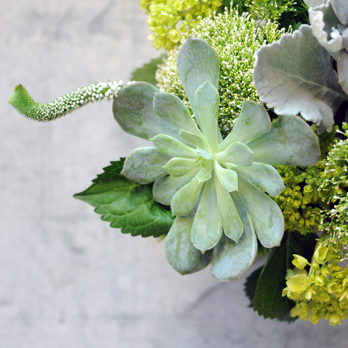 Zoomed in image of Spruce Flowers Loring floral arrangement showing the succulent and how it contrasts with the other flowers in the arrangement.