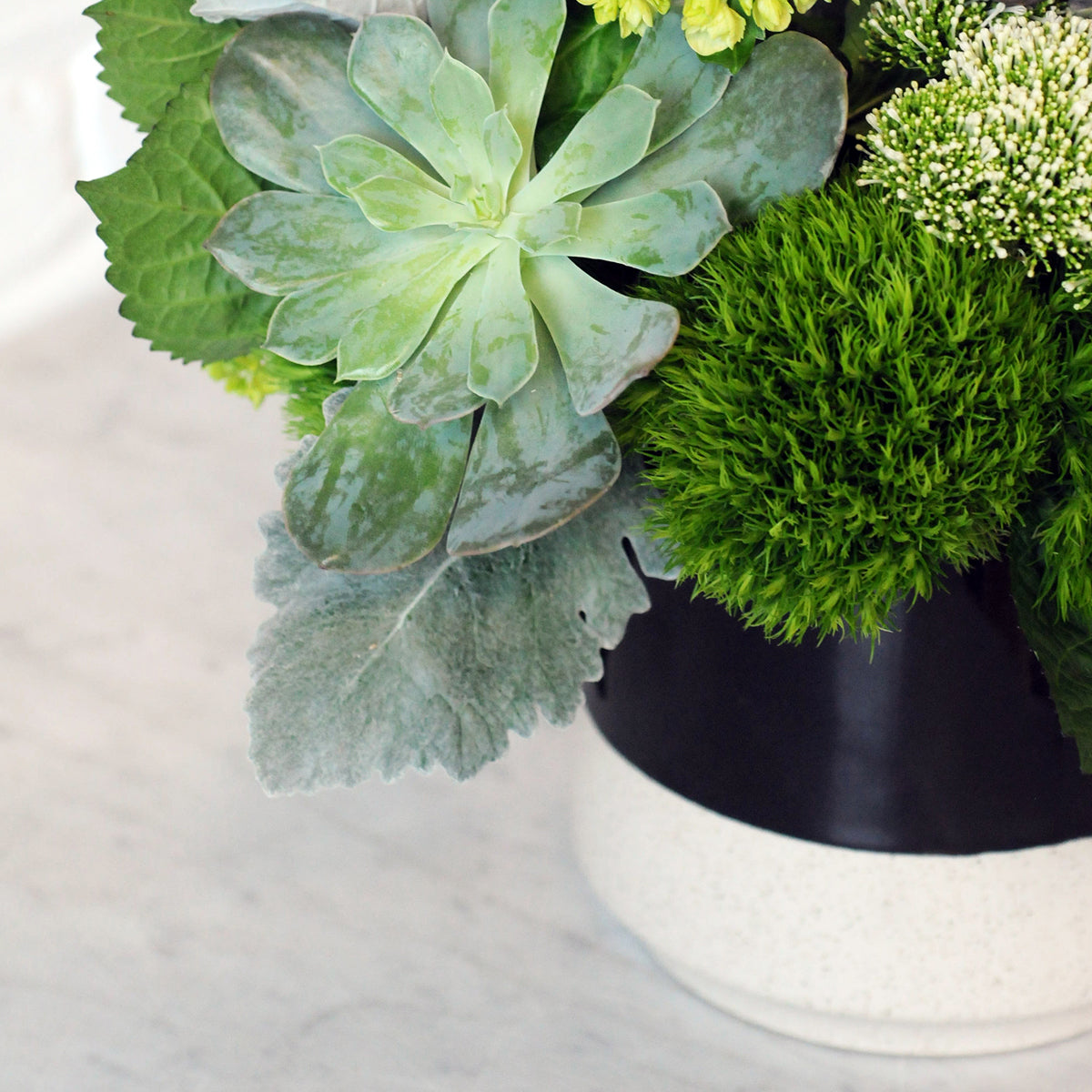 Close up of the Trick dianthus featured in Spruce flowers Loring arrangement