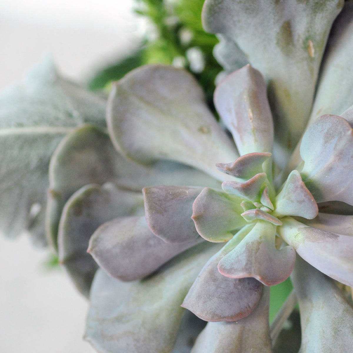 Close up of Sedum in Loring floral arrangement
