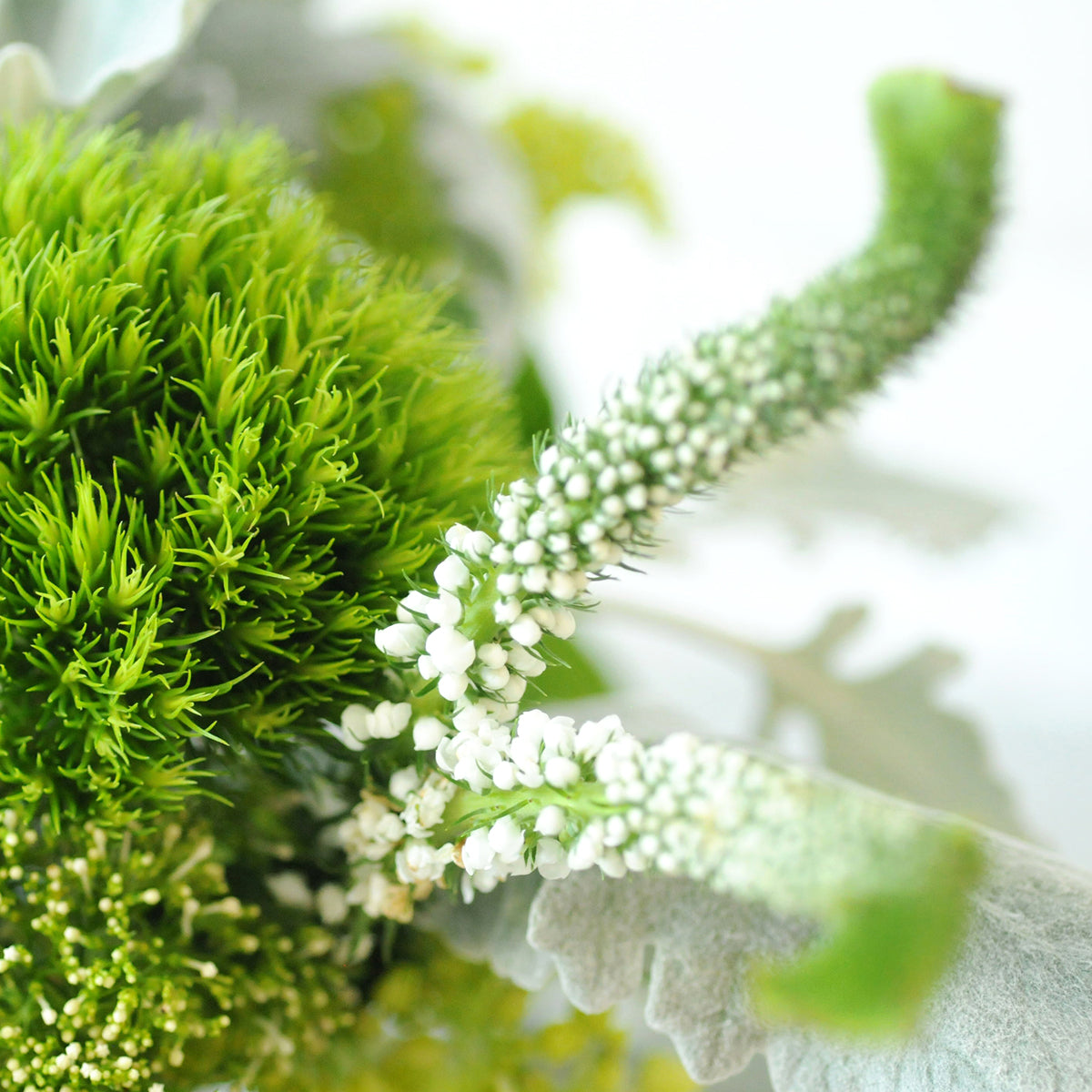 Detailed image of Veronica flower 