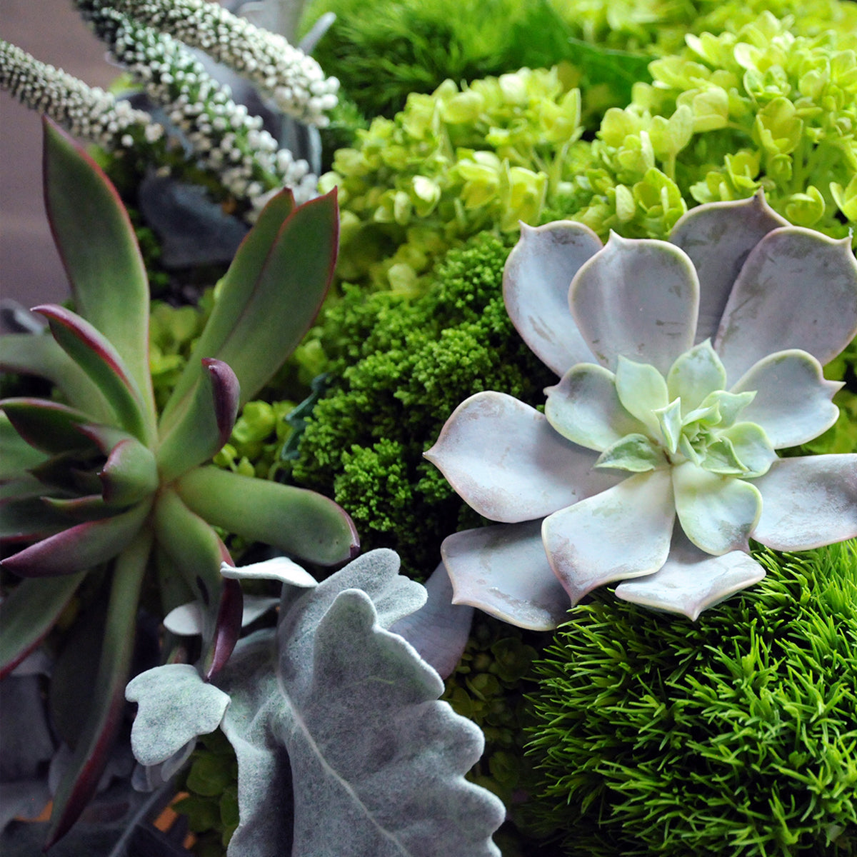 Close-up of various succulents and greenery with a focus on texture and color.