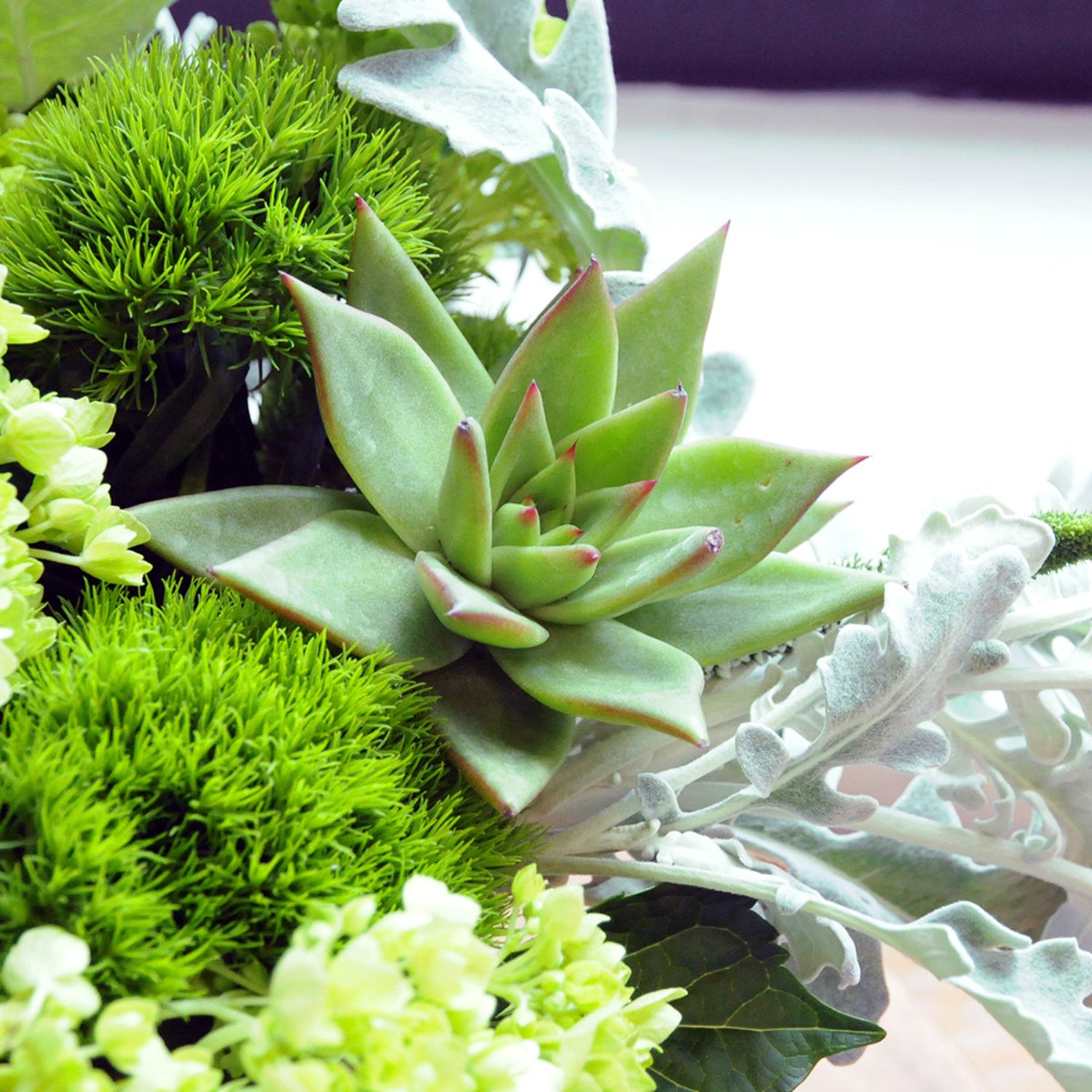 detailed shot of a succulent