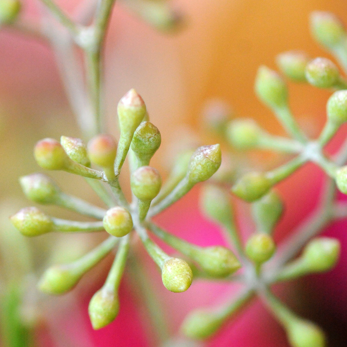 Detail view of Seeded eucalyptus