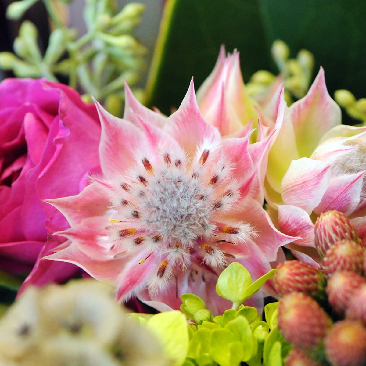 Close-up of a pink blushing bride protea flower with green leaves in the background