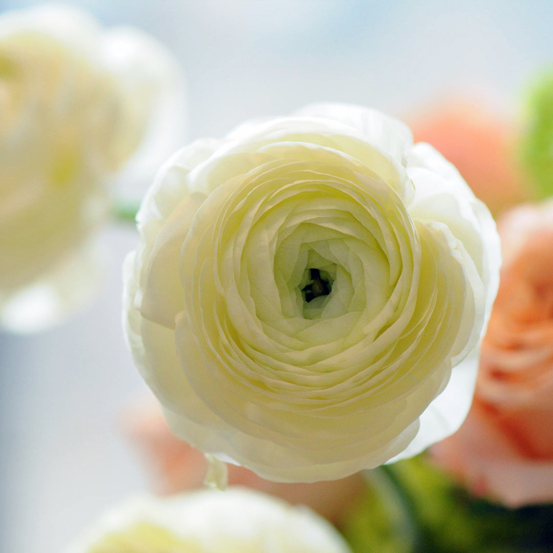 White Ranunculus Bloom close up