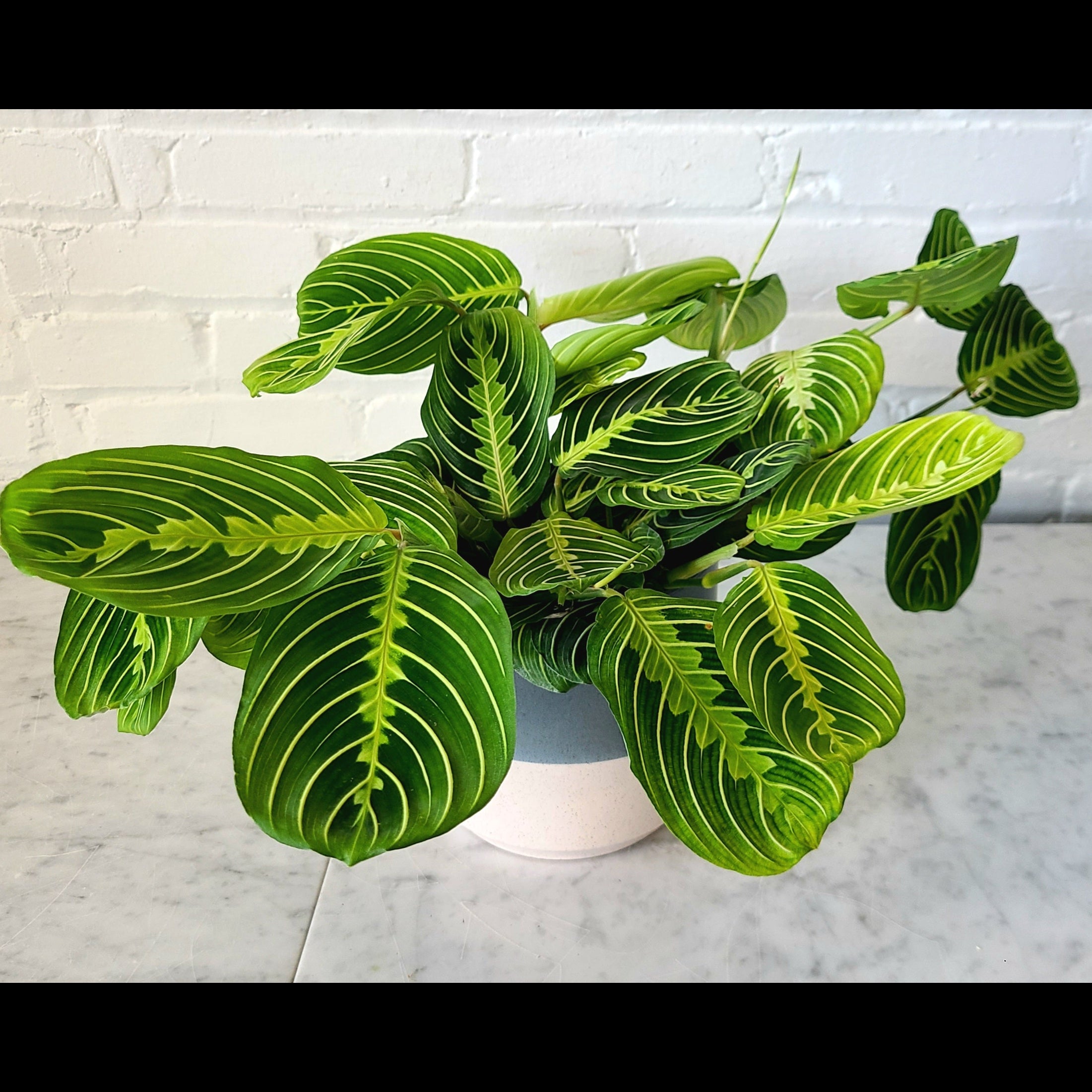 A potted Calathea Ornata plant with vibrant green and yellow striped leaves, in a white pot on a marble surface against a white brick wall.