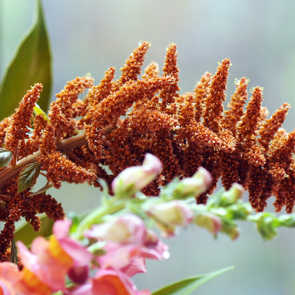 Close up of brown Amaranthus showing the textural detail.