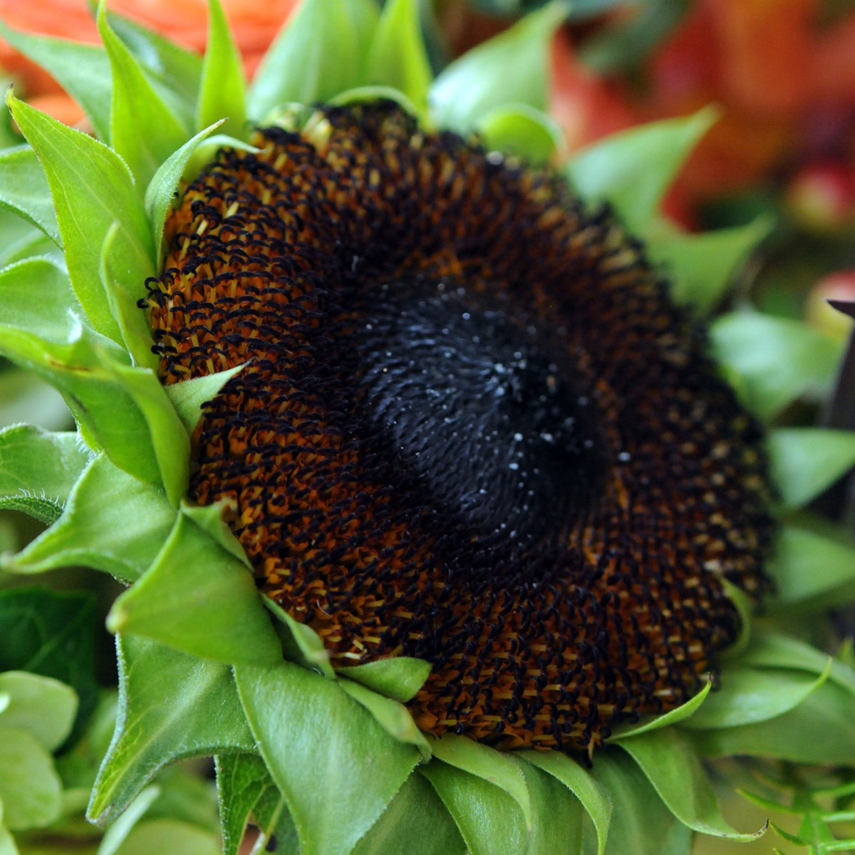Close up of centre of sunflower head.