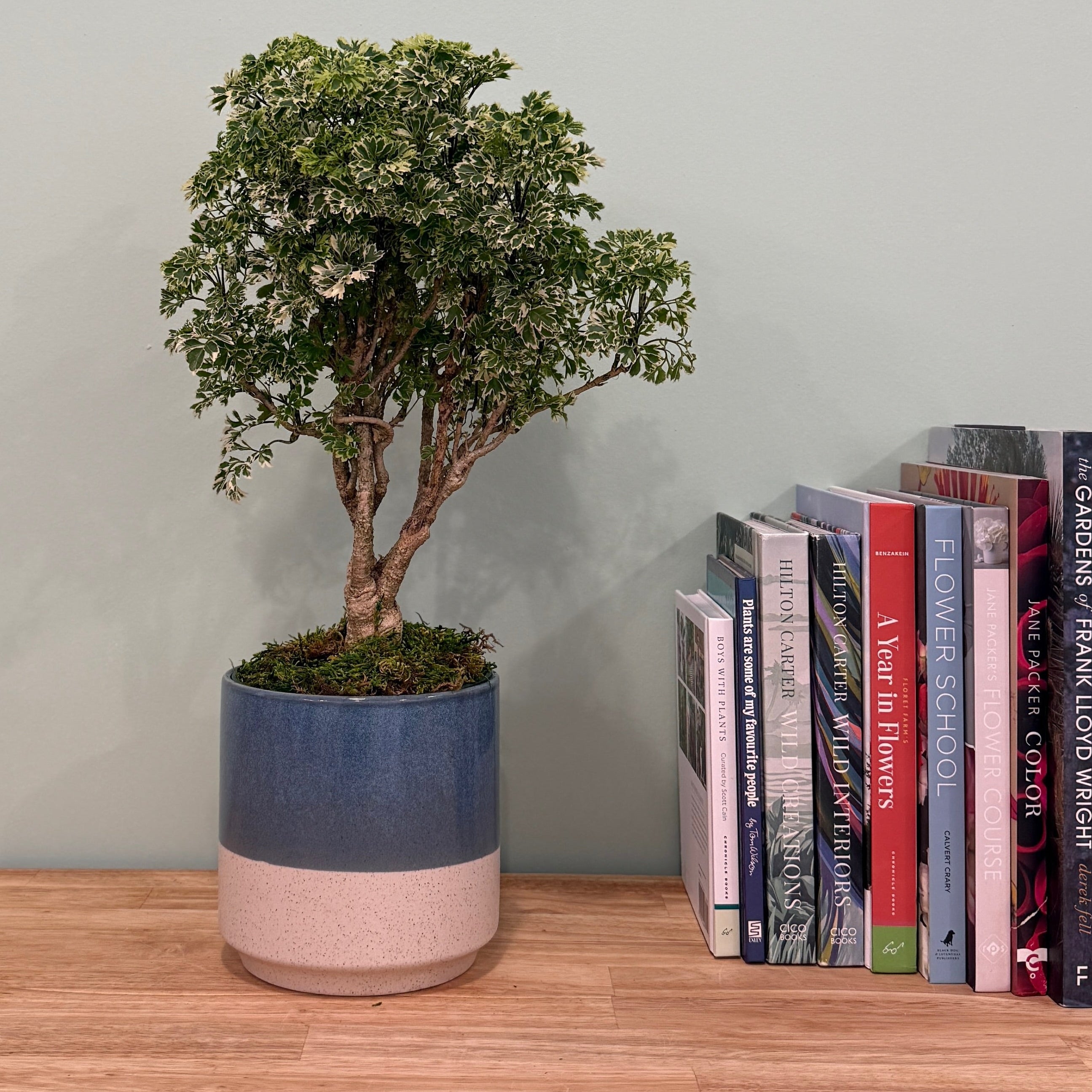 Variegated house plant in blue and cream ceramic container alongside books
