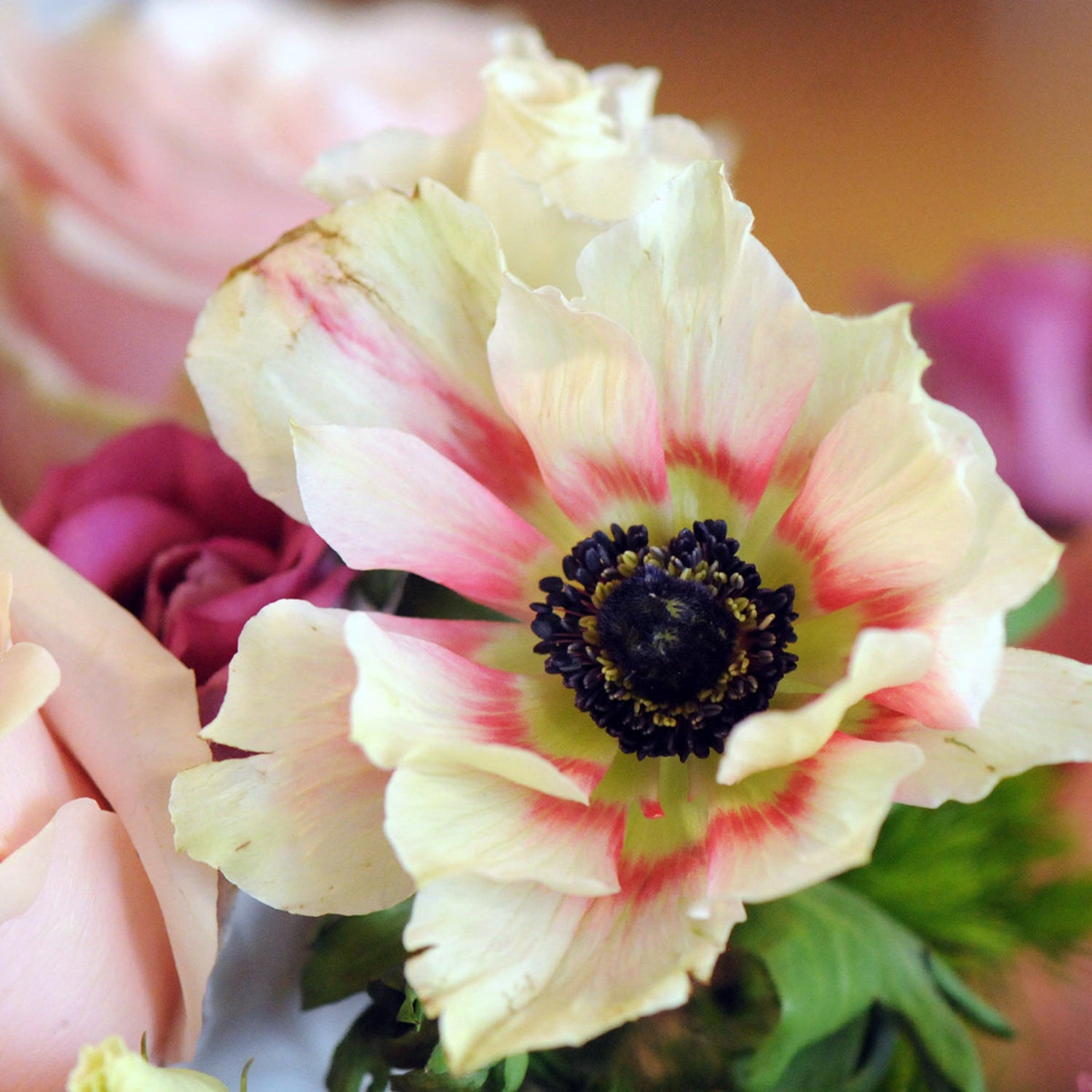 Detail view of Anemone flower