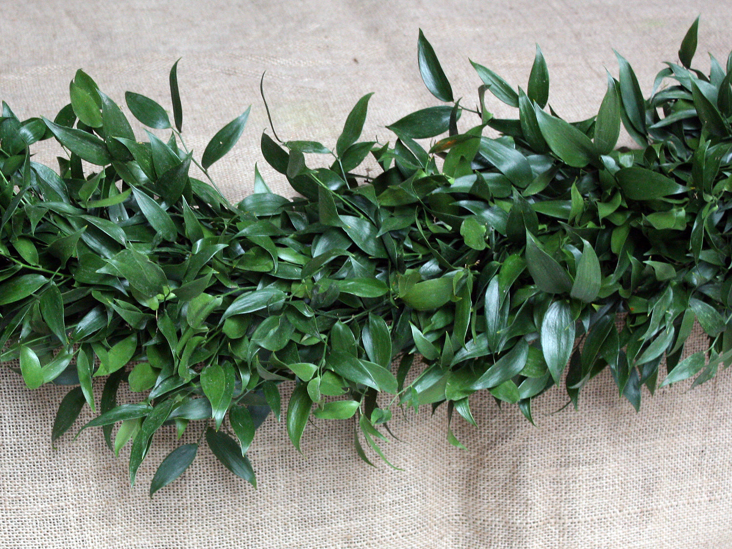 Green leafy italian Ruscus garland on a textured beige background
