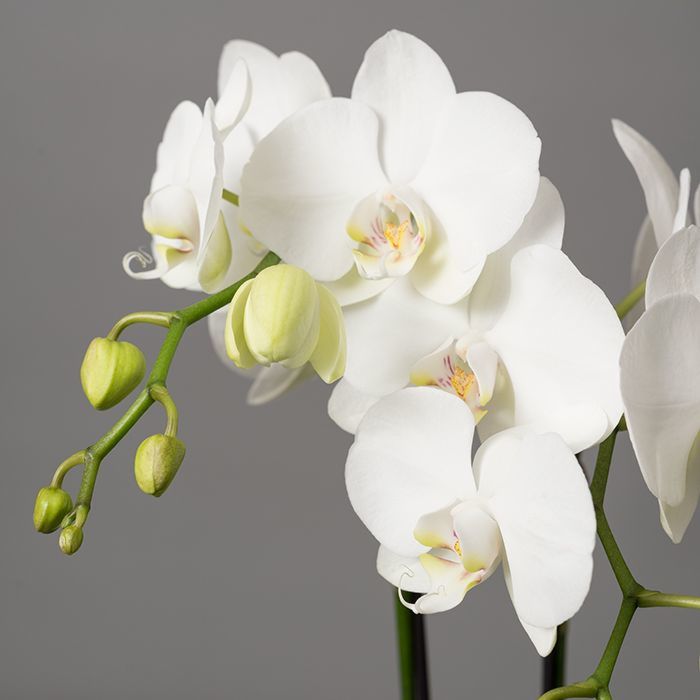 Phalaenopsis Orchid