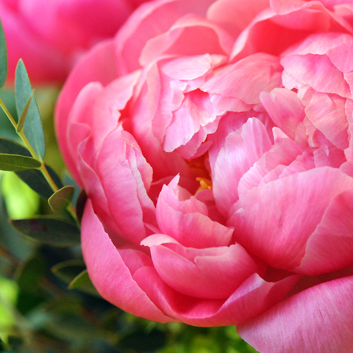 Coral Peony petals in detail