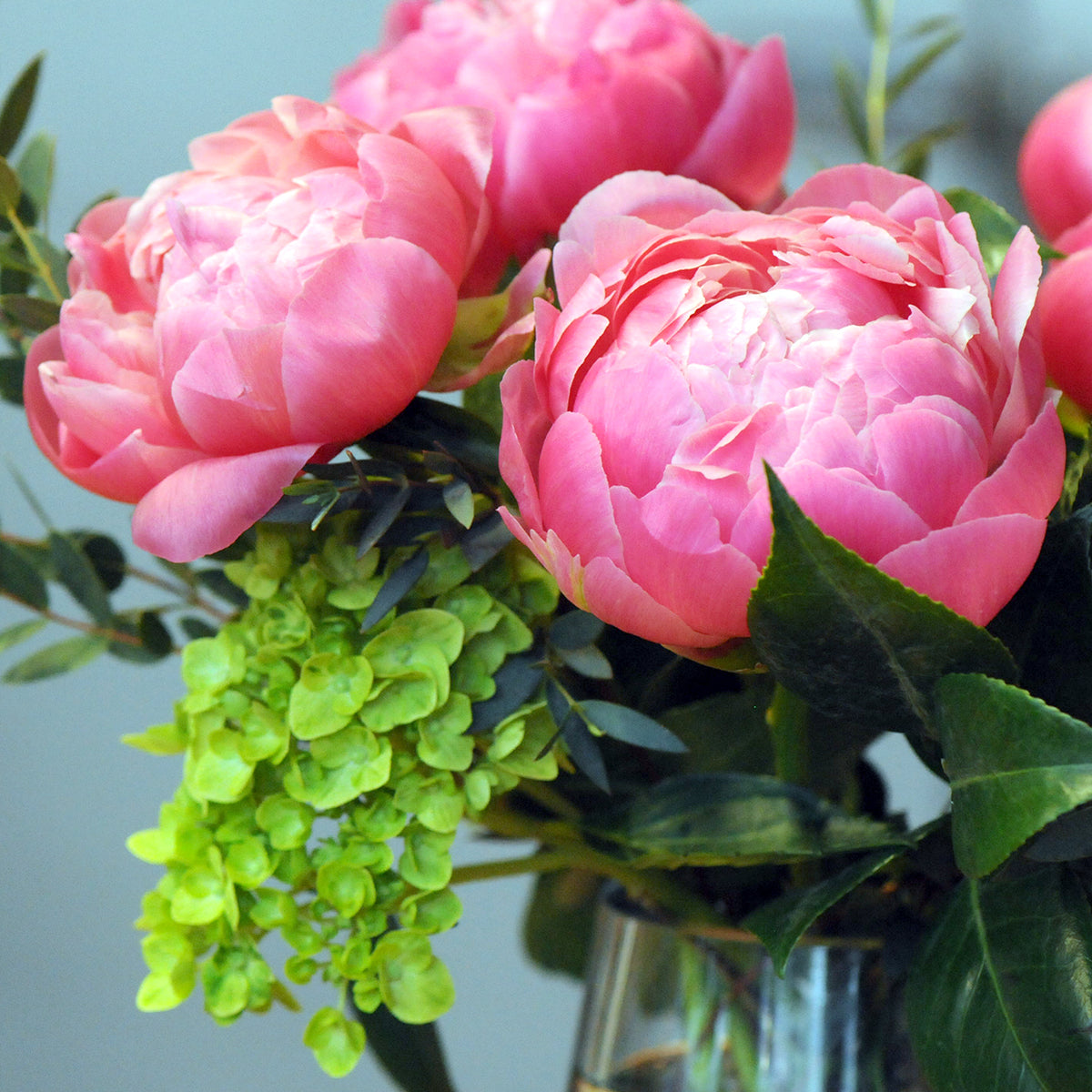Close up of multiple peony blooms set on Mini green Hydrangea